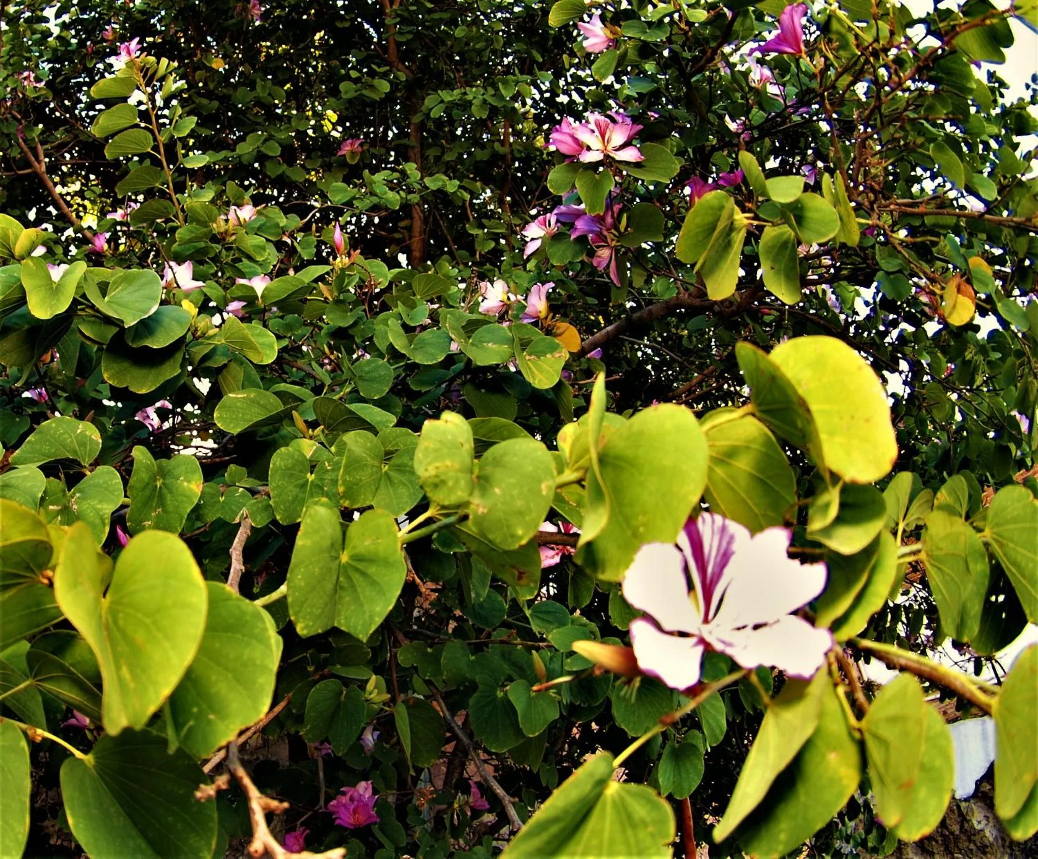 Garden in Casa Malva Sweet Stay