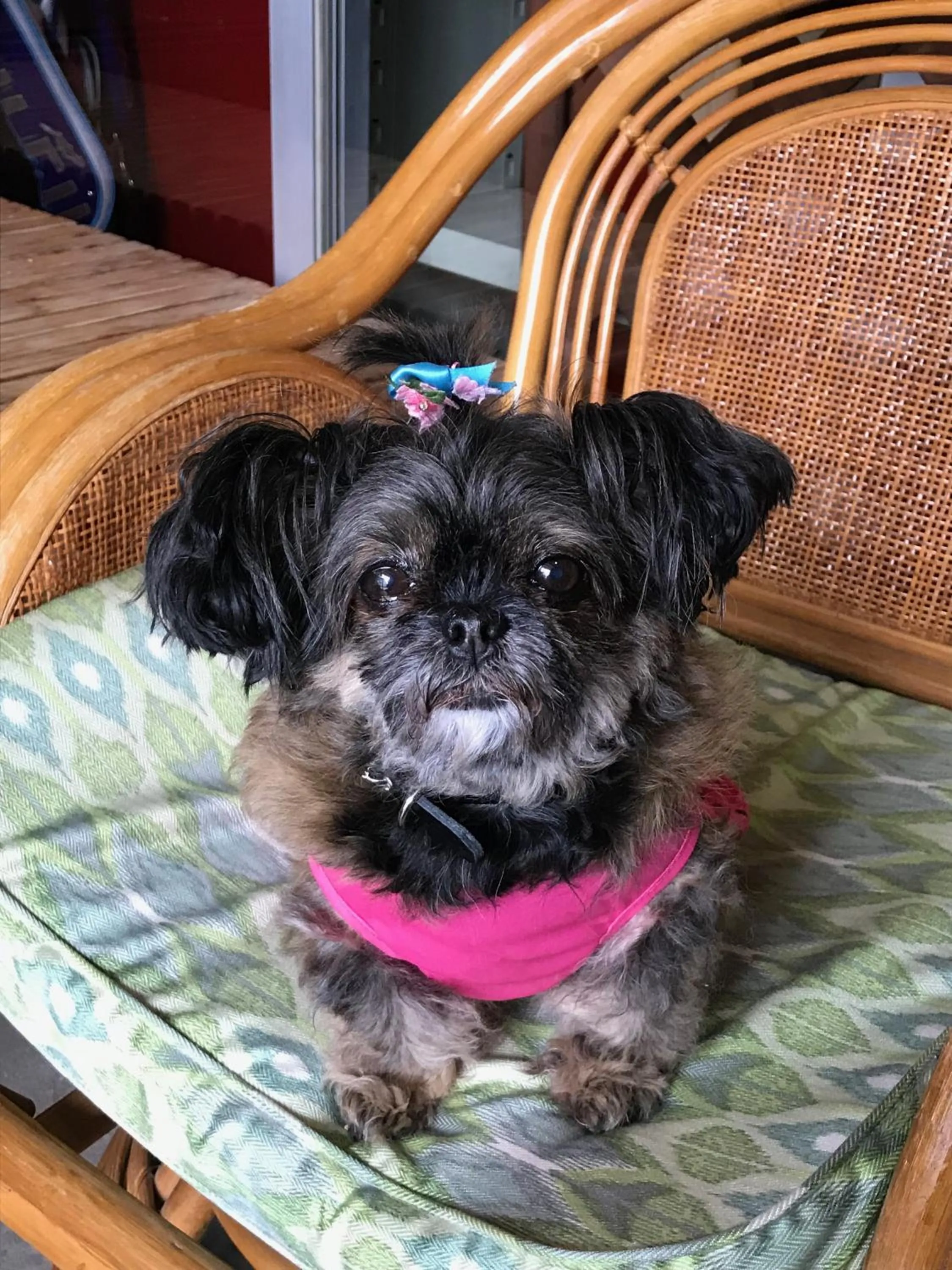 Pets in Clover House Sapporo