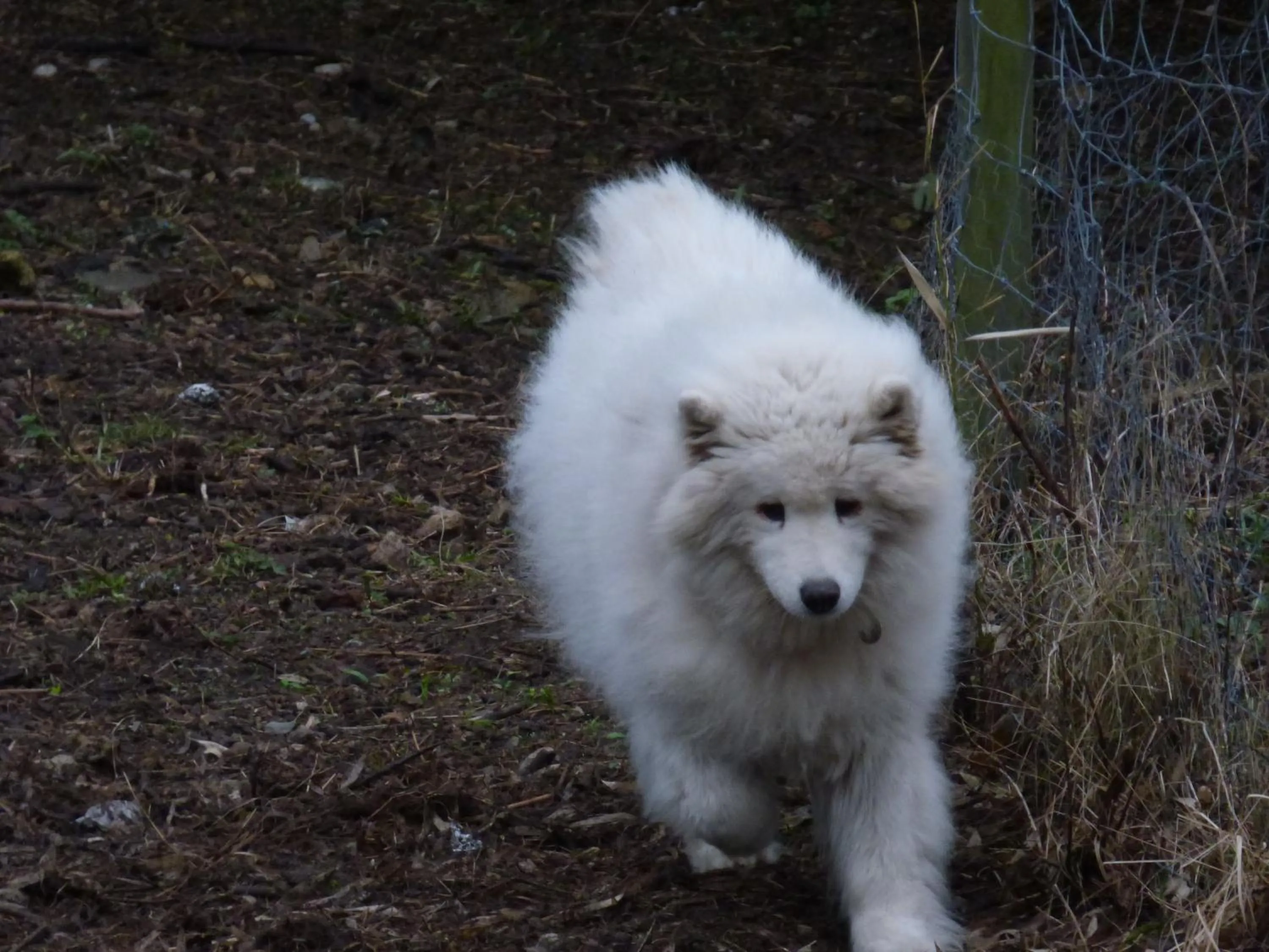 Pets in Domaine de Malouziès