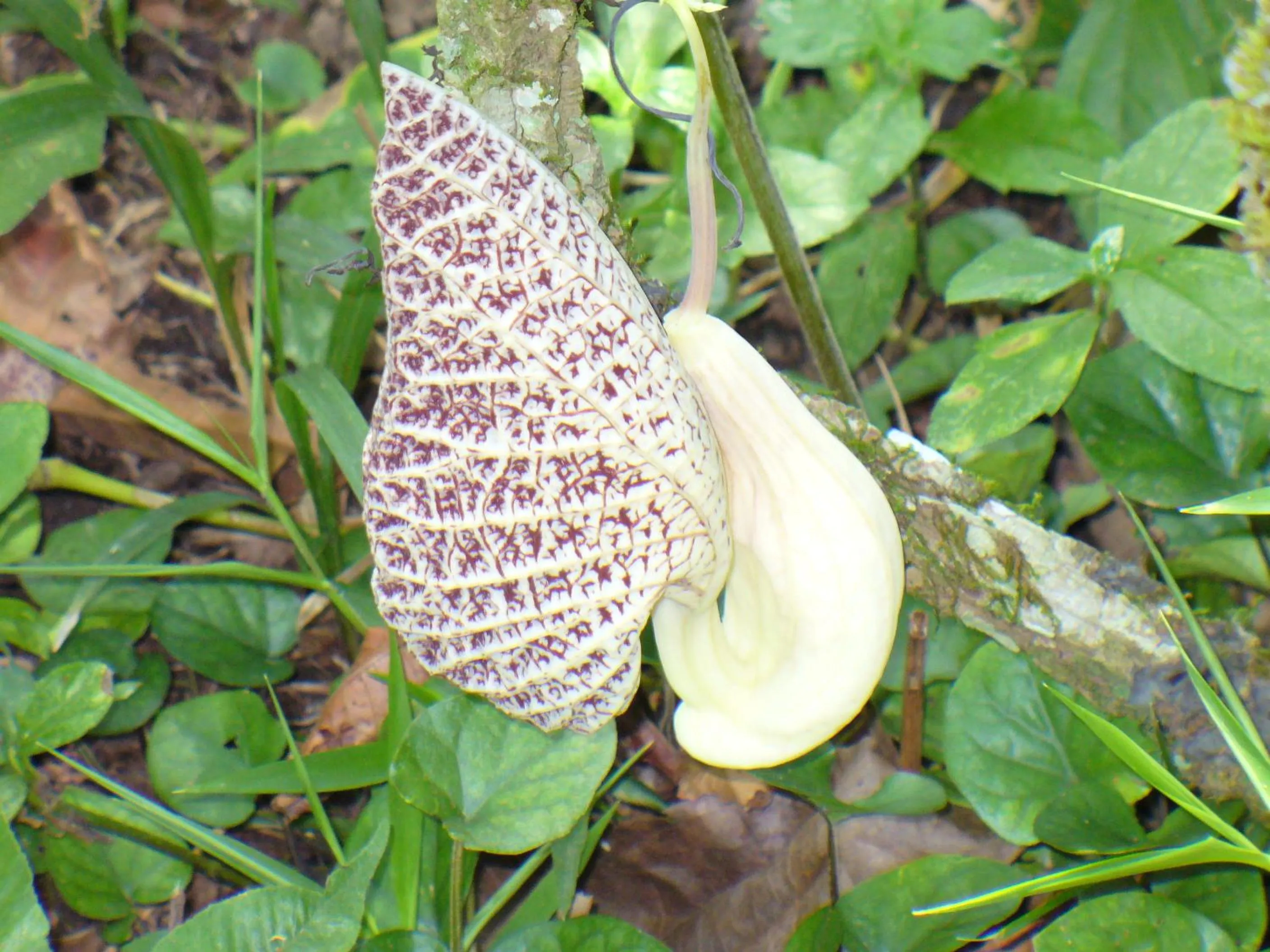 Area and facilities in Hotel Boutique La Casa de las Flores