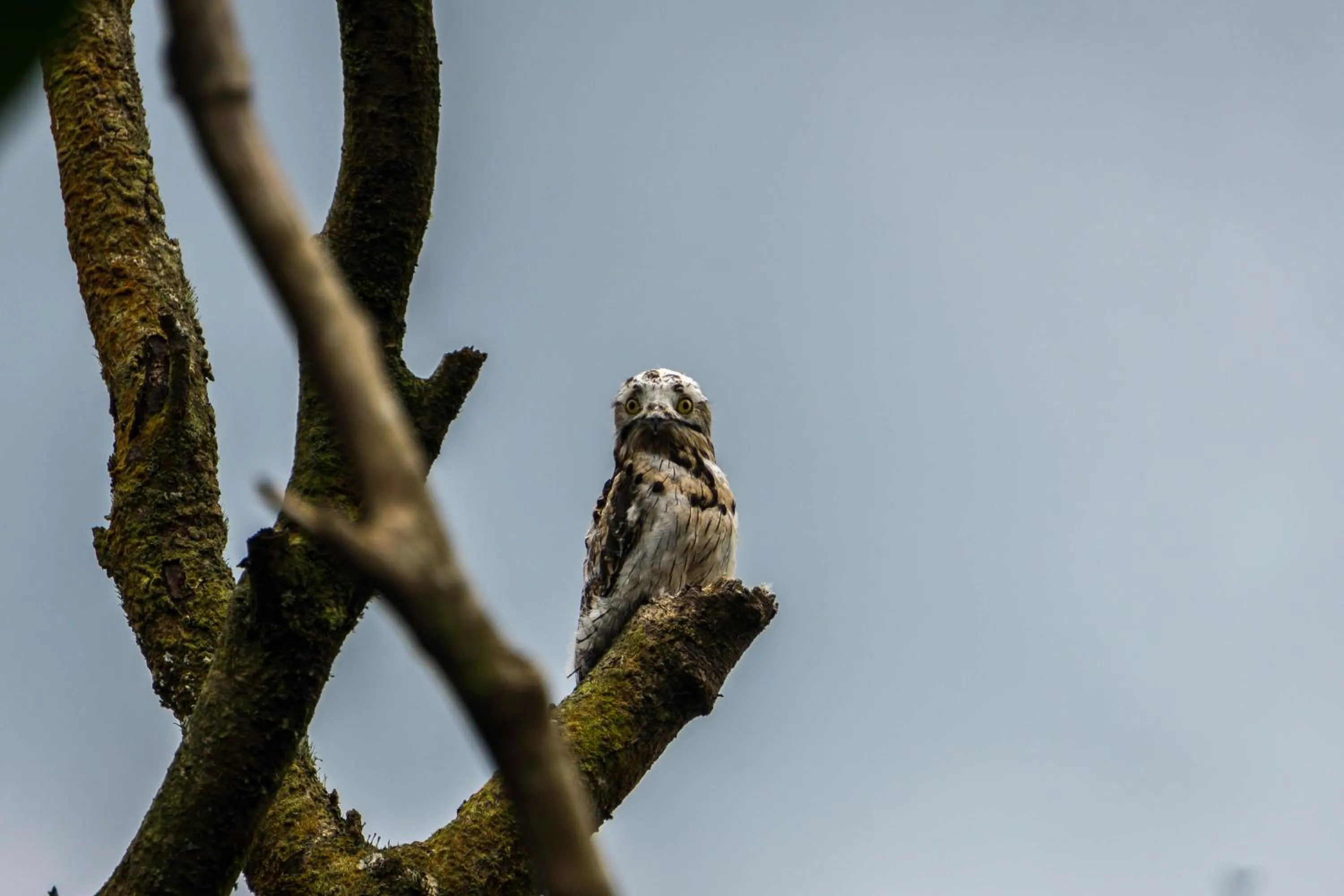 Hiking in Arenal Observatory Lodge & Trails