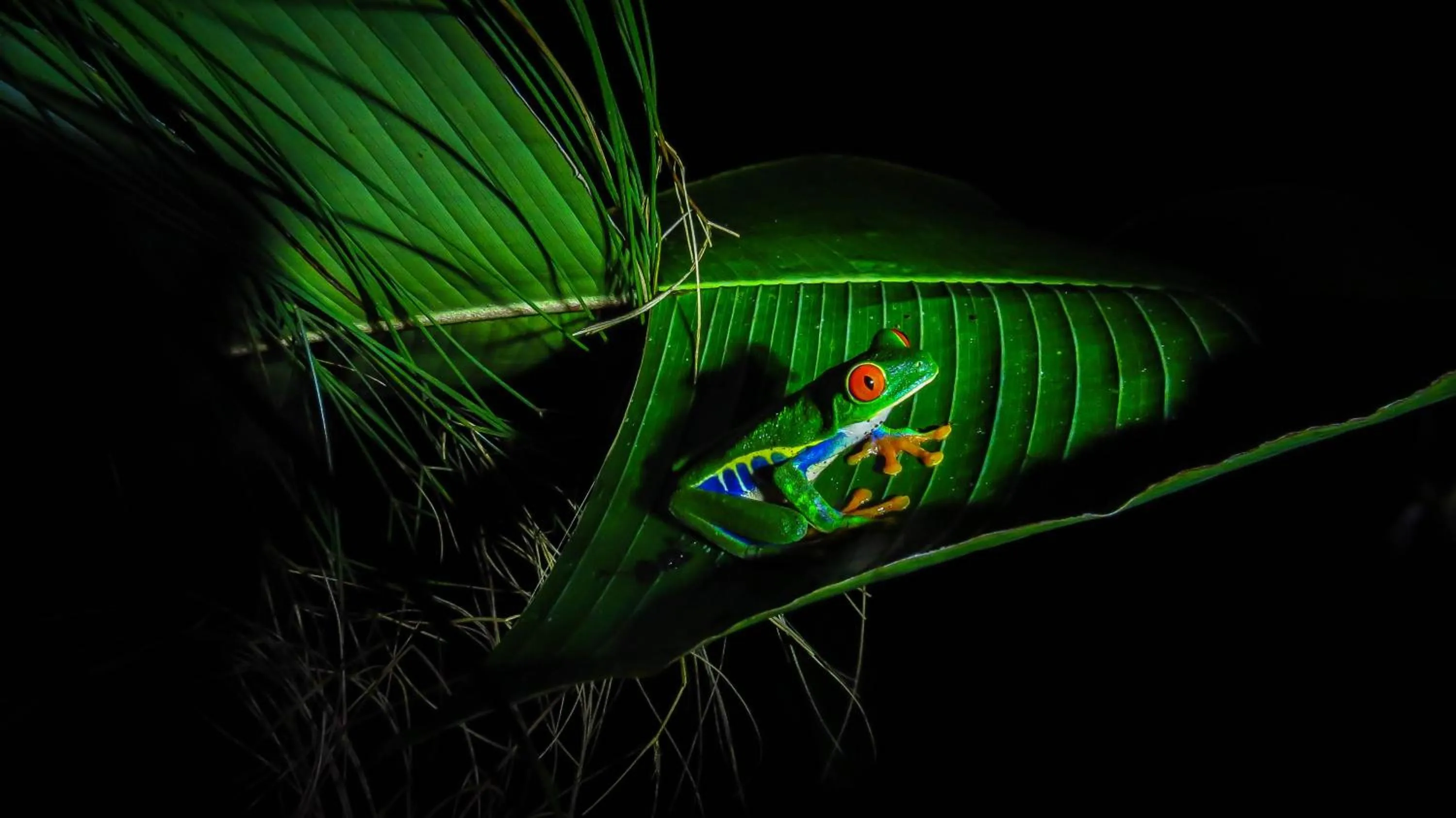 Garden in Arenal Observatory Lodge & Trails