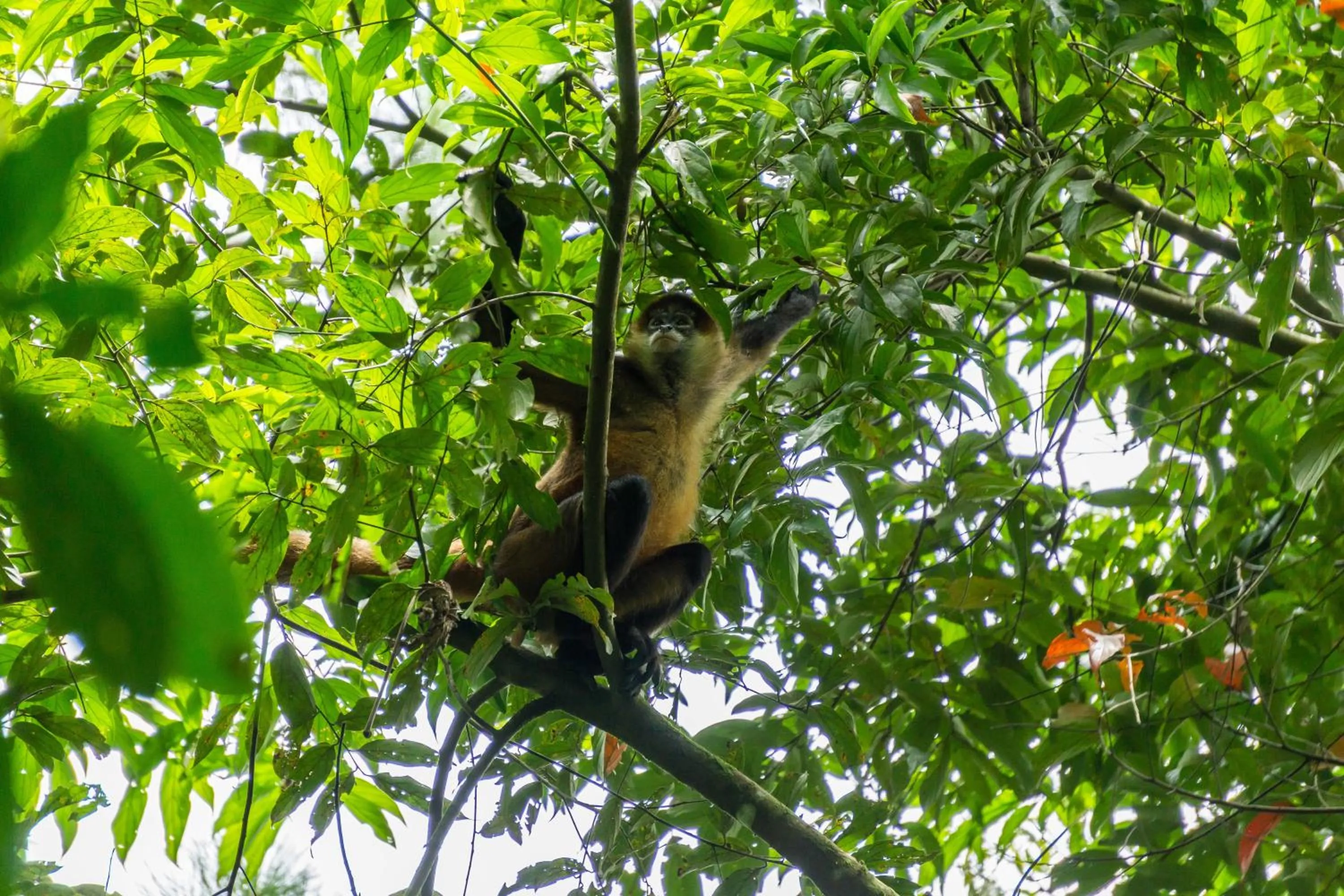 Hiking in Arenal Observatory Lodge & Trails