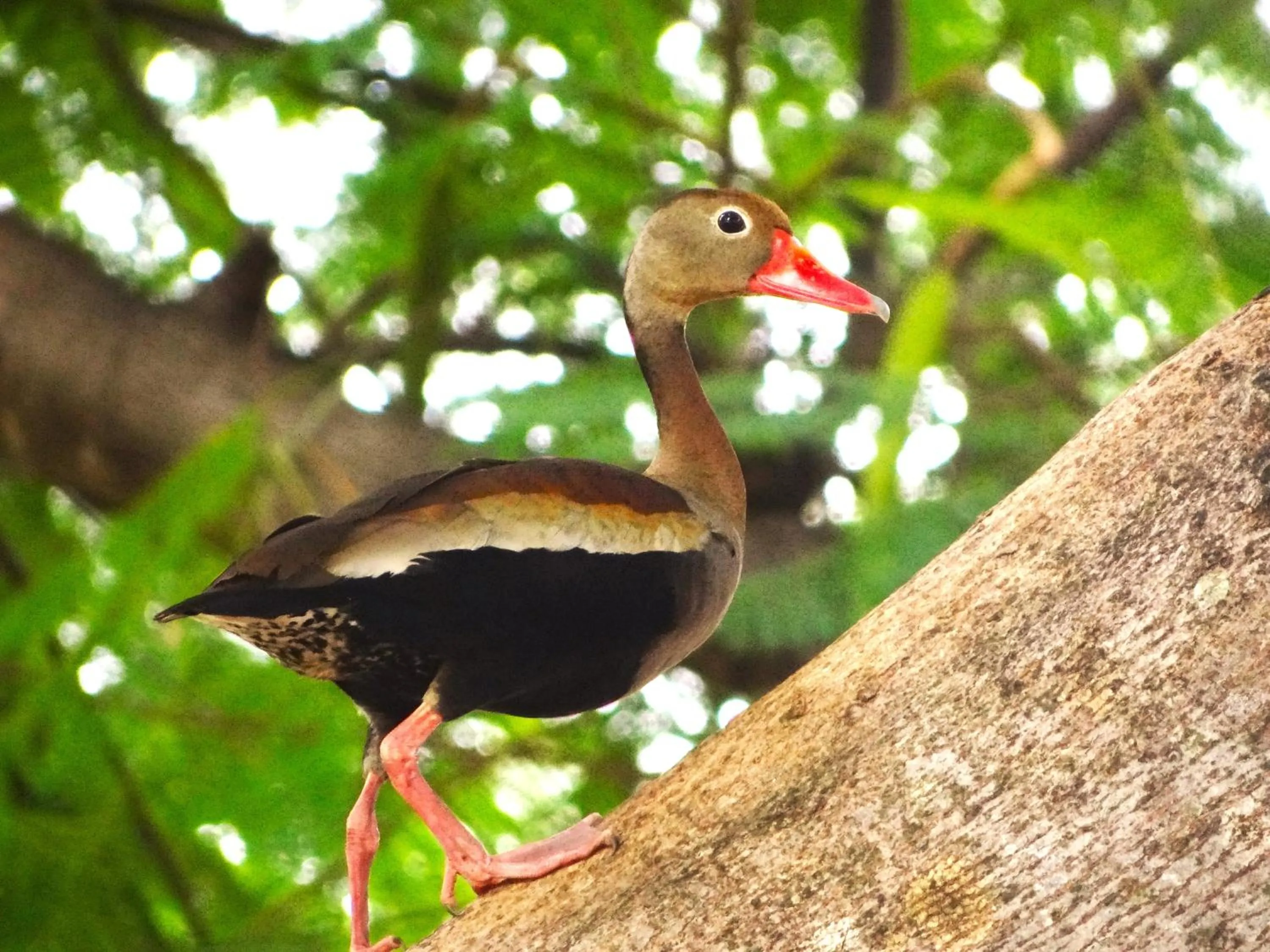 Pousada Fazenda Xaraés