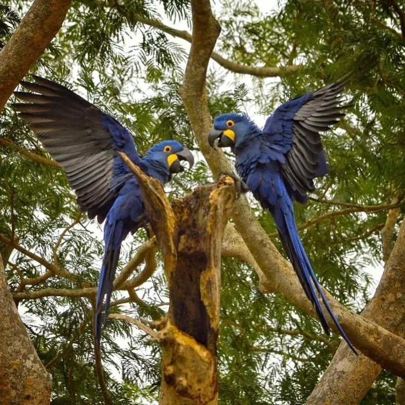 Pousada Fazenda Xaraés