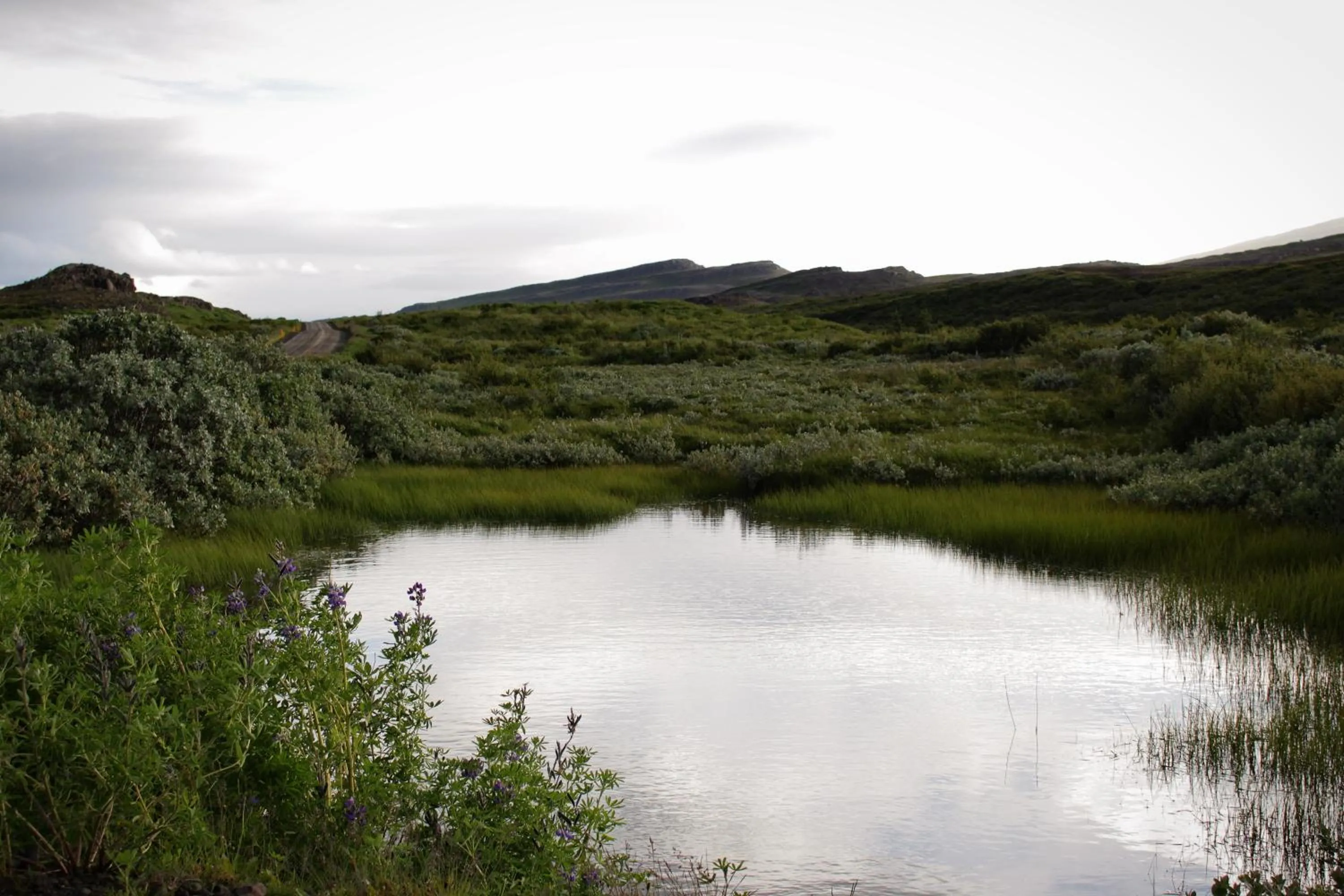 Natural landscape in Guesthouse Svartiskógur Egilsstaðir