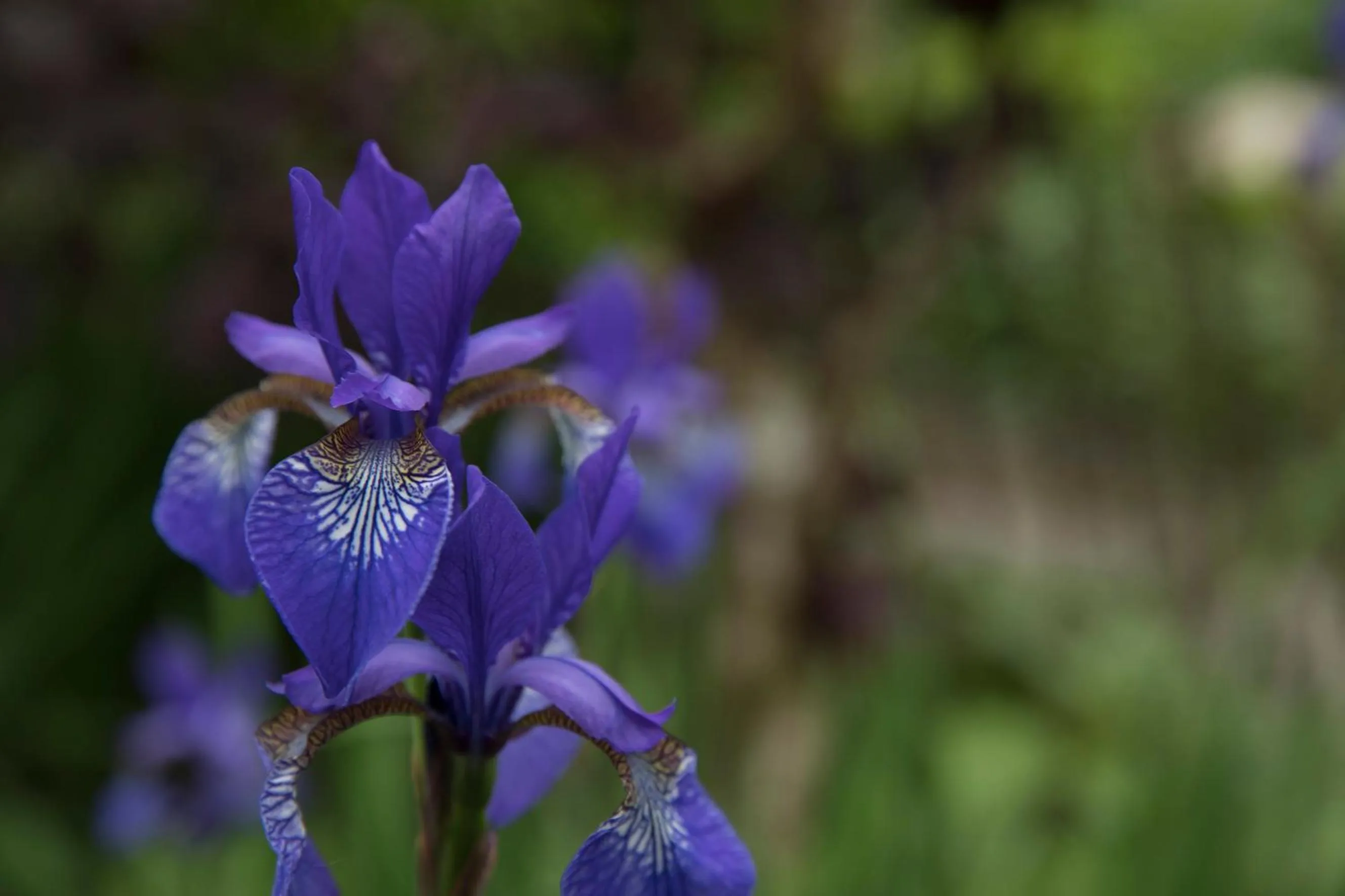 Garden in Bed & Breakfast Horsens