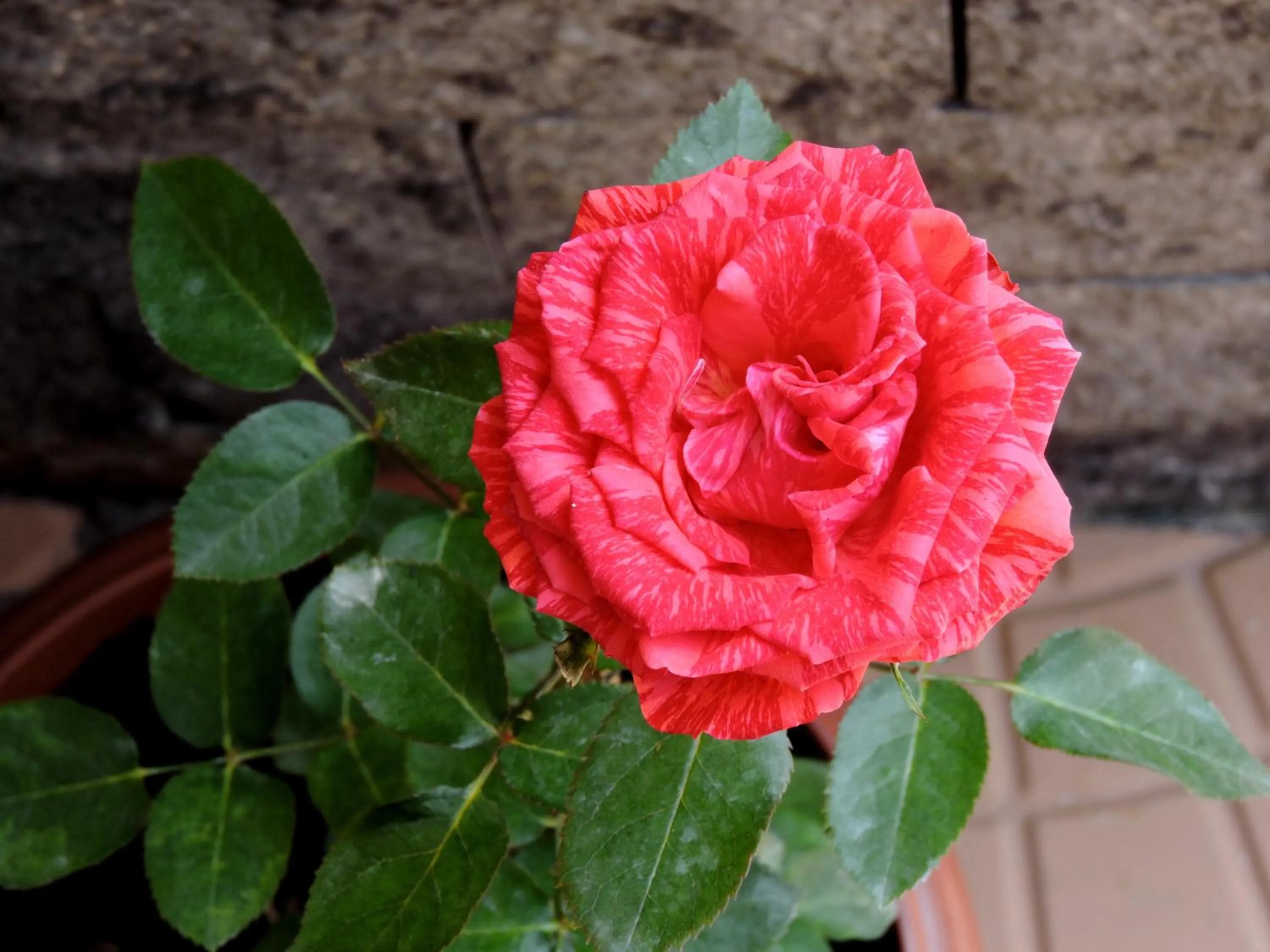Garden in Pousada Pedra Rosa
