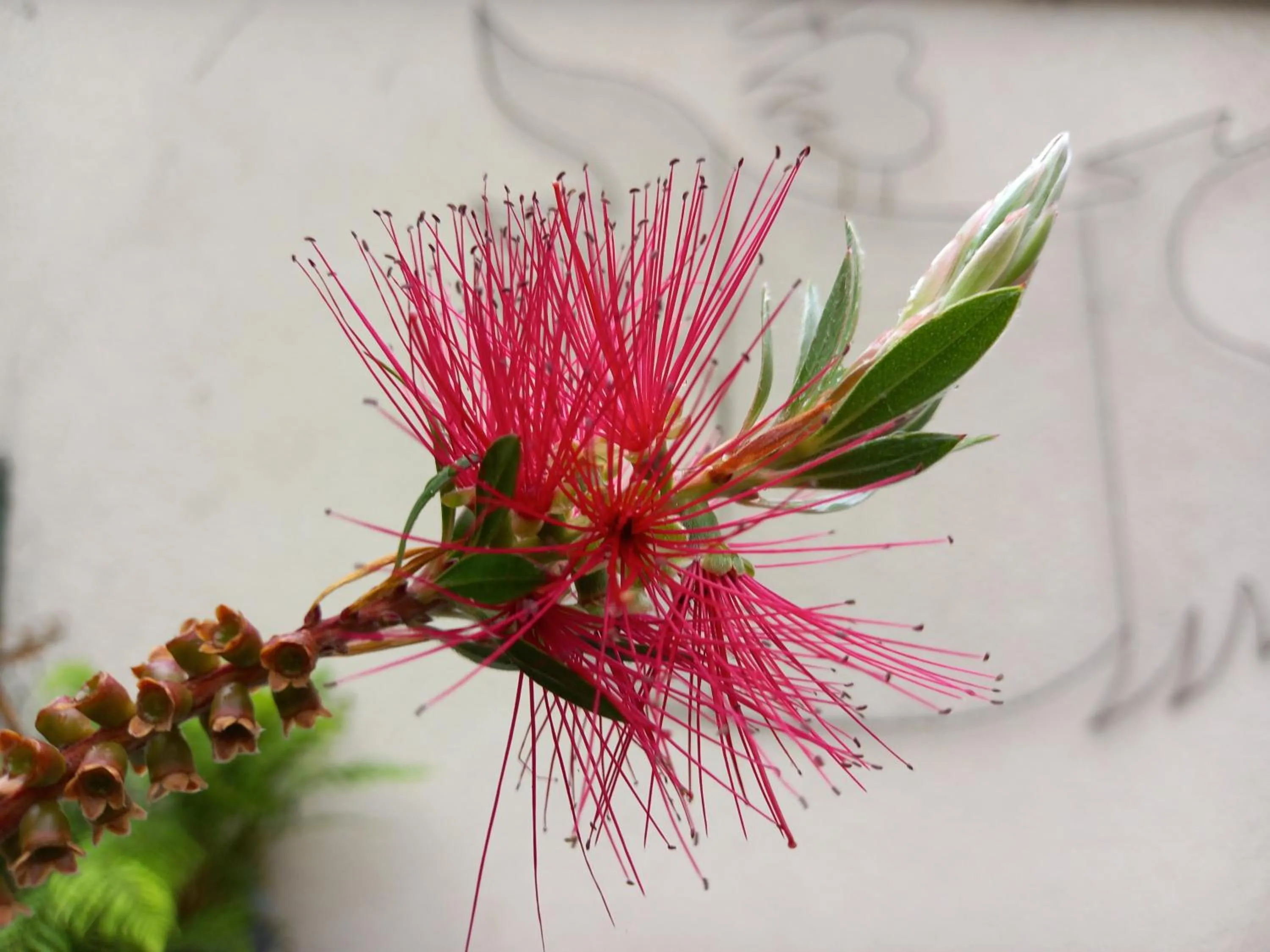 Garden in Aux penates de Toni Beauval