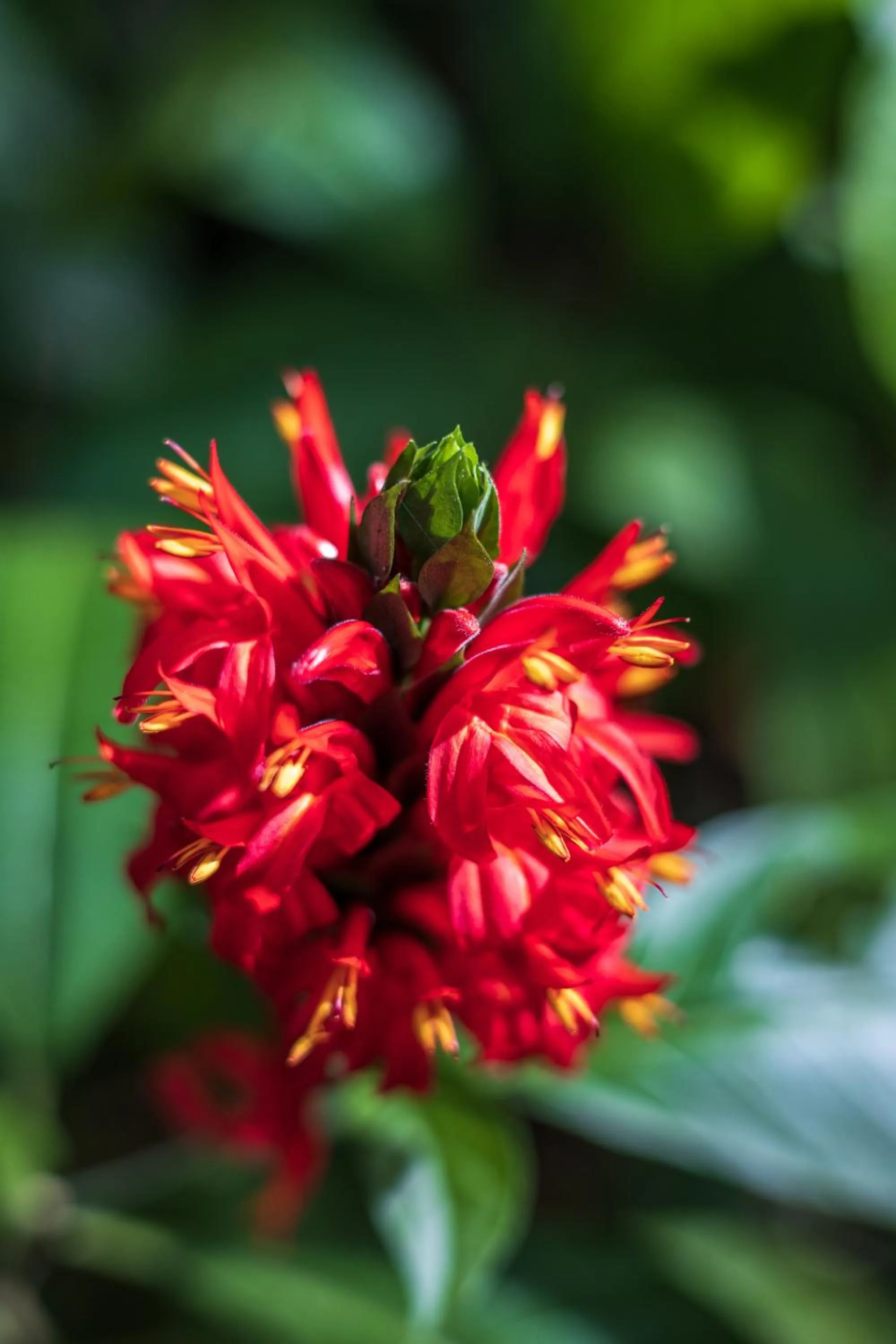 Garden in Namuwoki Lodge