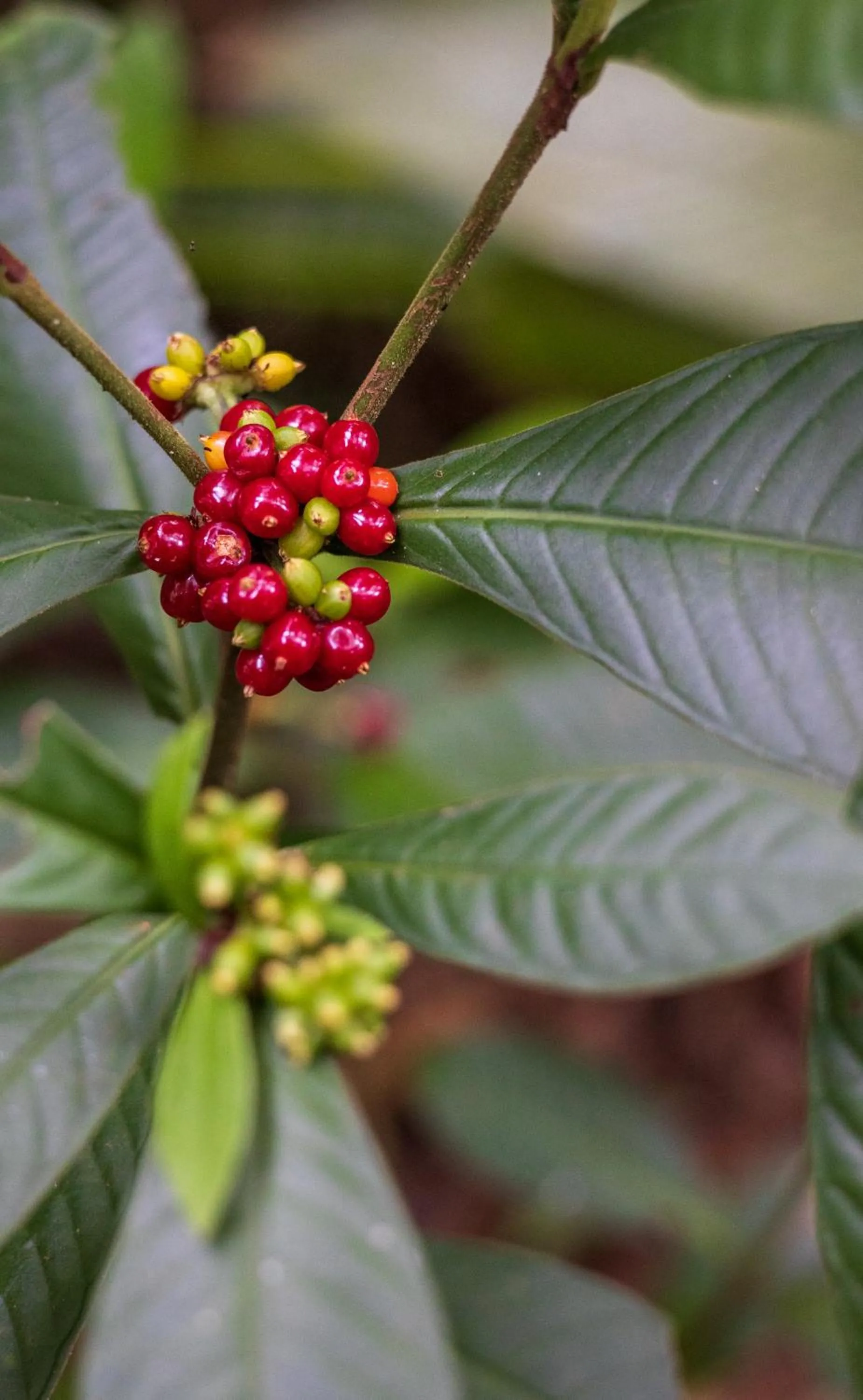 Garden in Namuwoki Lodge
