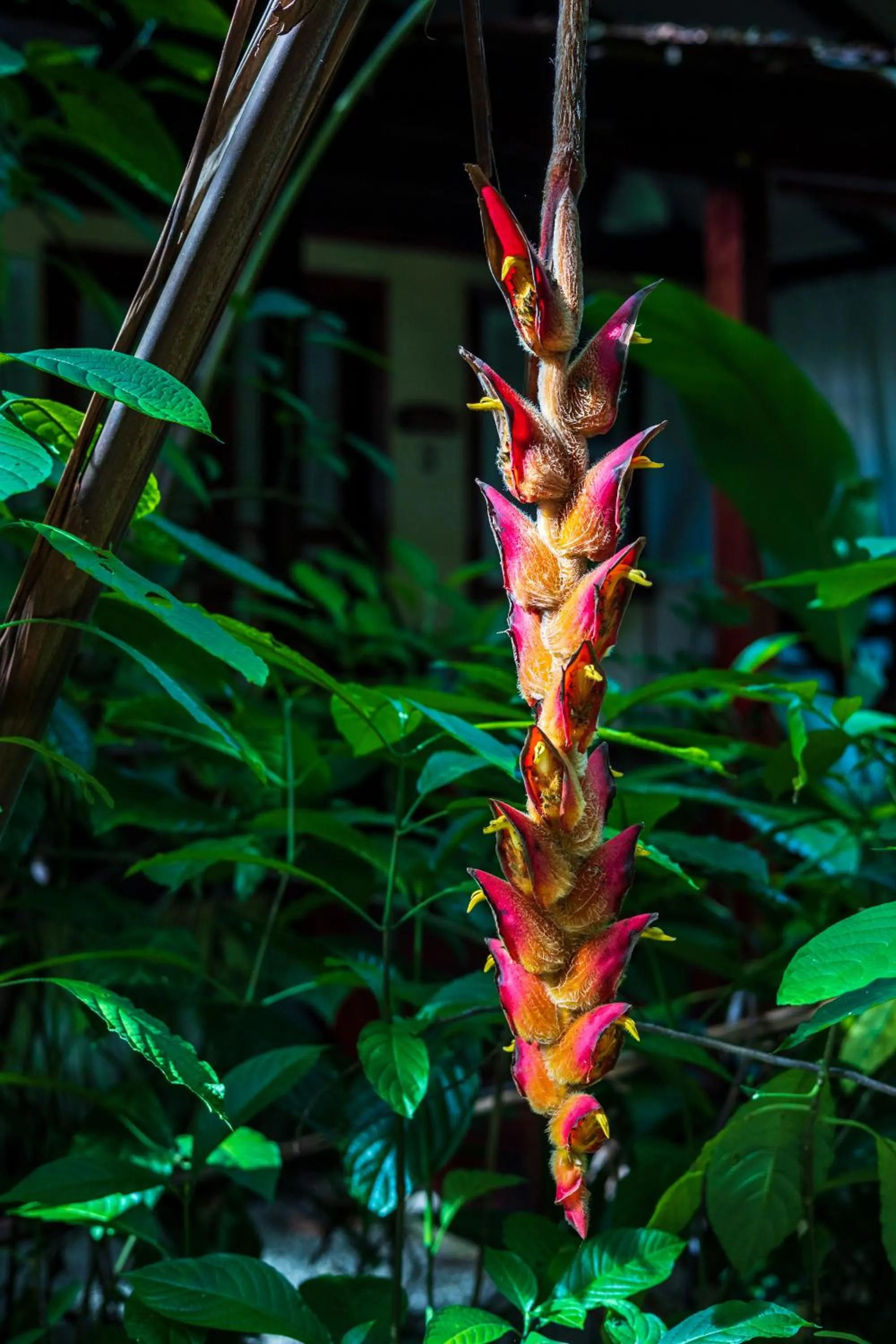 Garden in Namuwoki Lodge