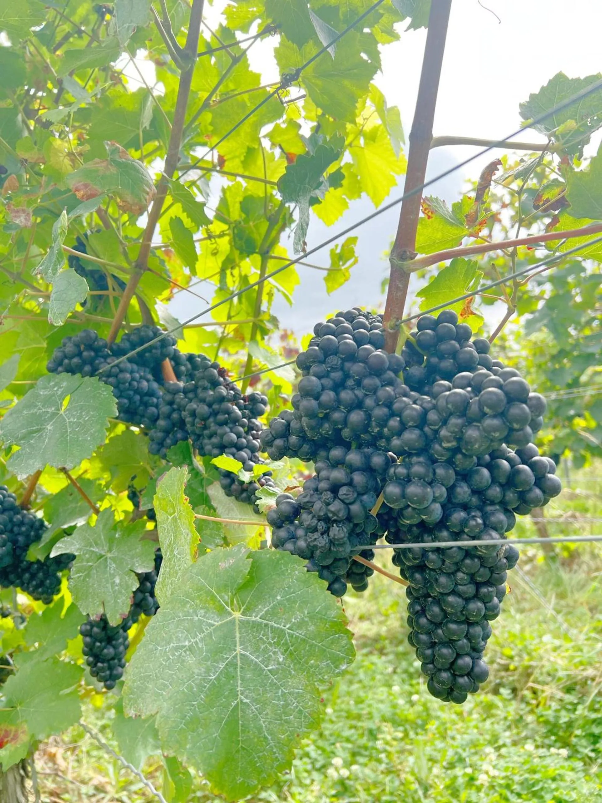 Natural landscape in Greifensteiner Hof