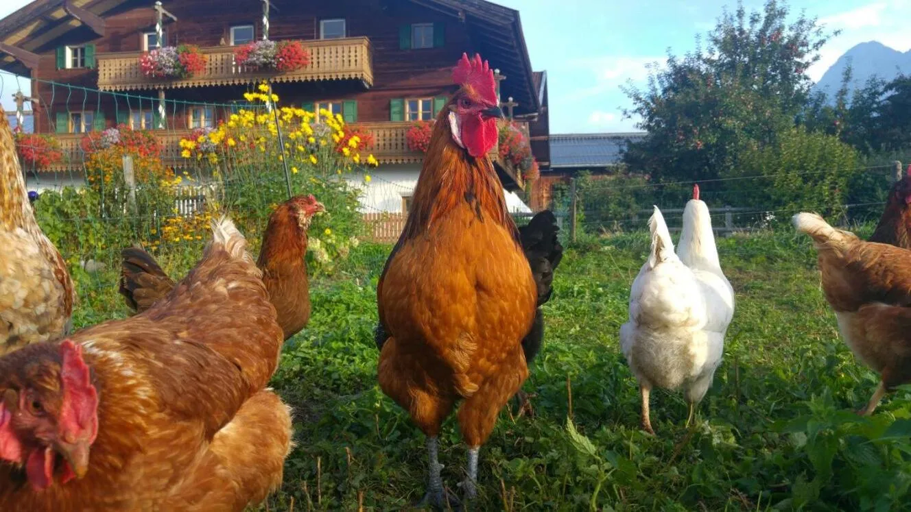 Biobauernhof Jagglhof