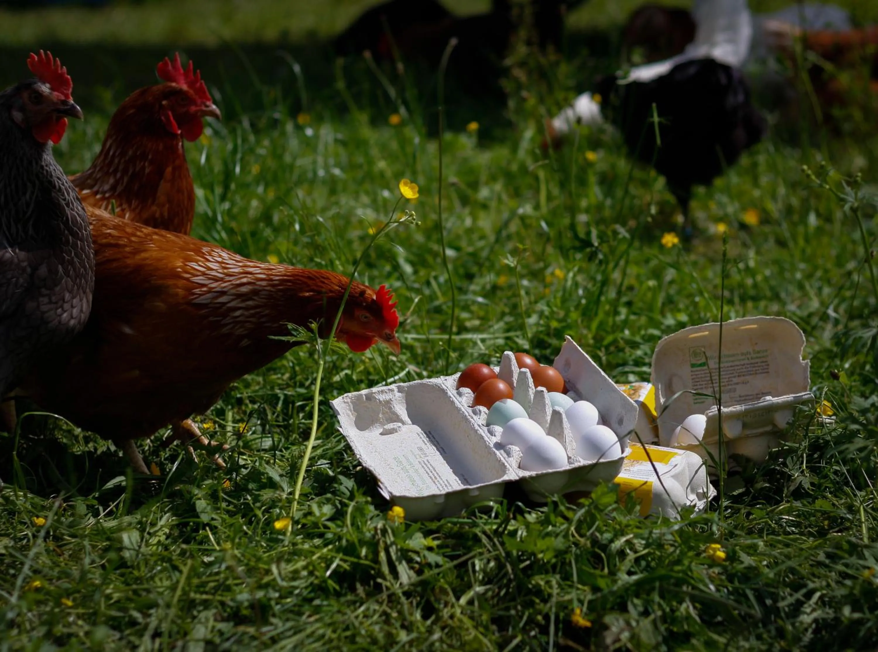 Biobauernhof Jagglhof