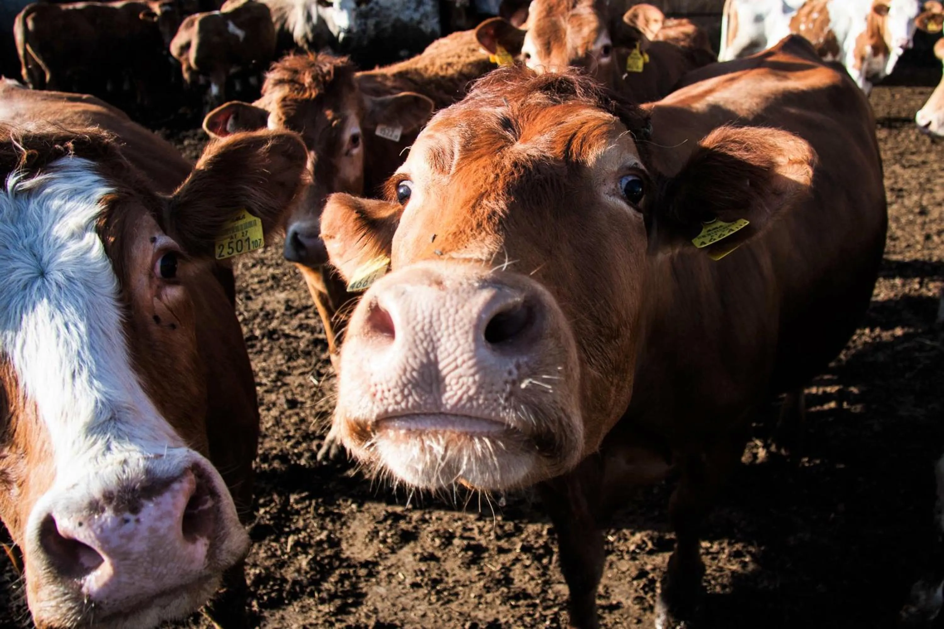 Biobauernhof Jagglhof