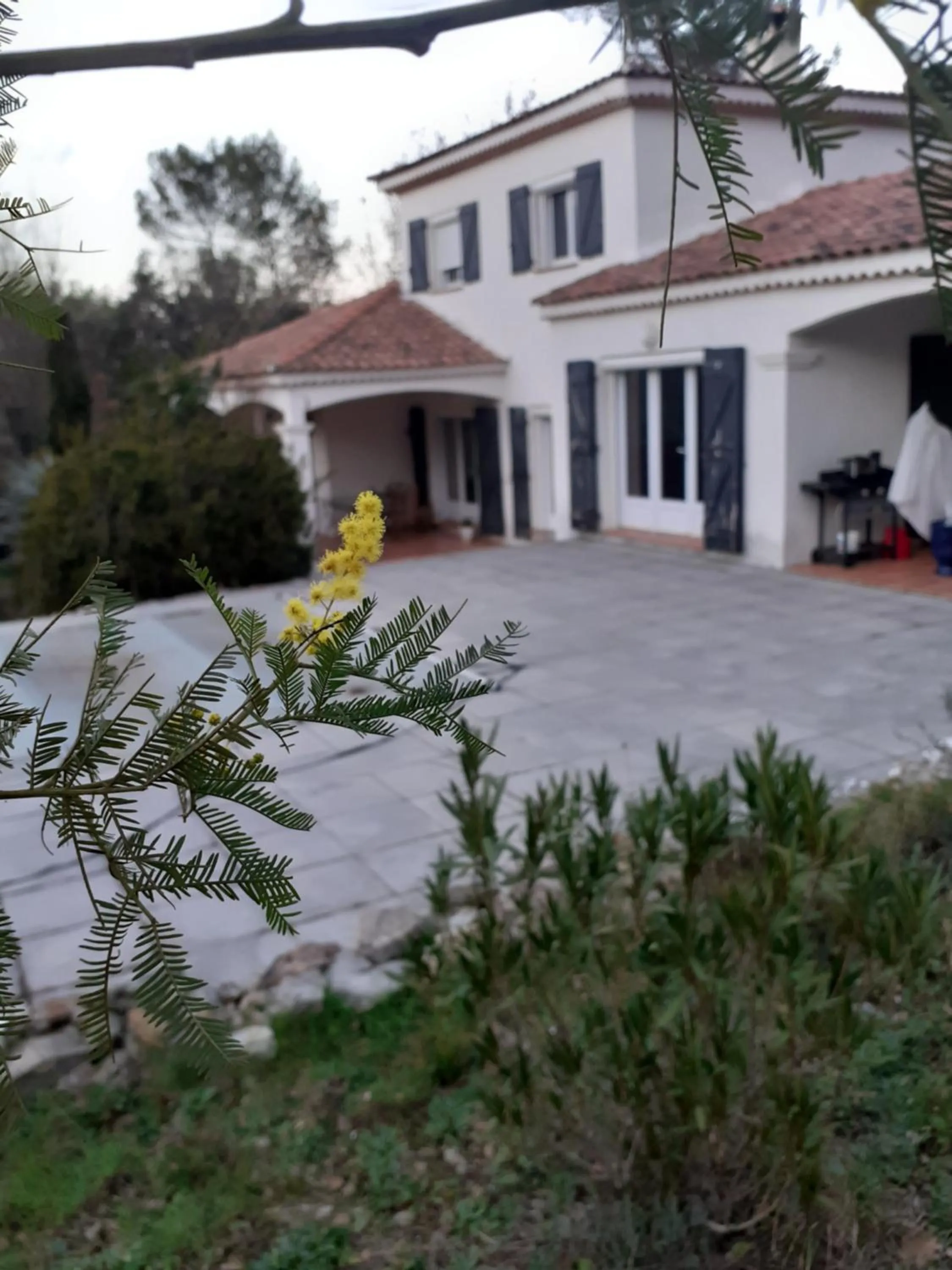 frederique lavande bleue