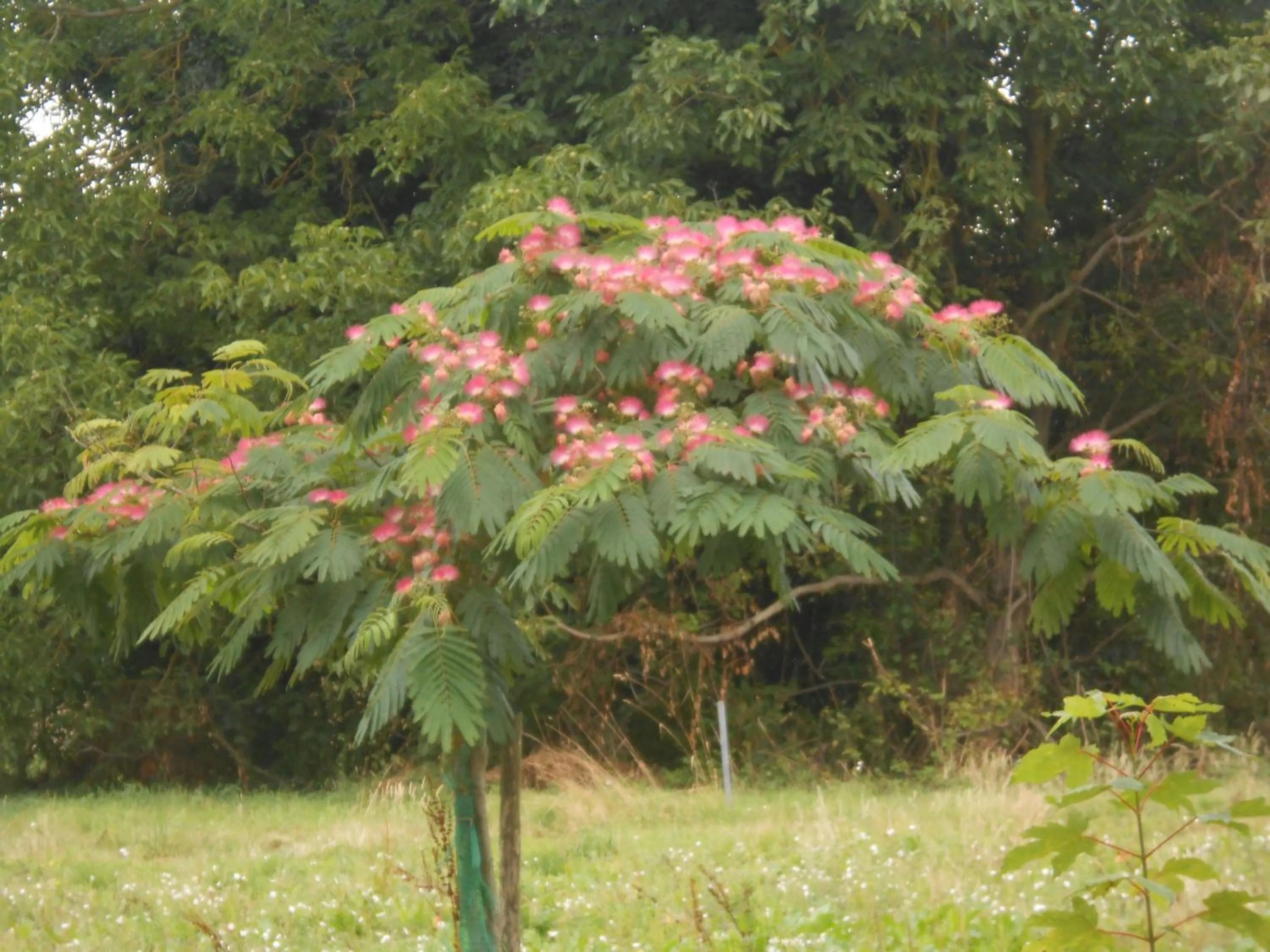 Garden in Clos du Bois Brard B&B