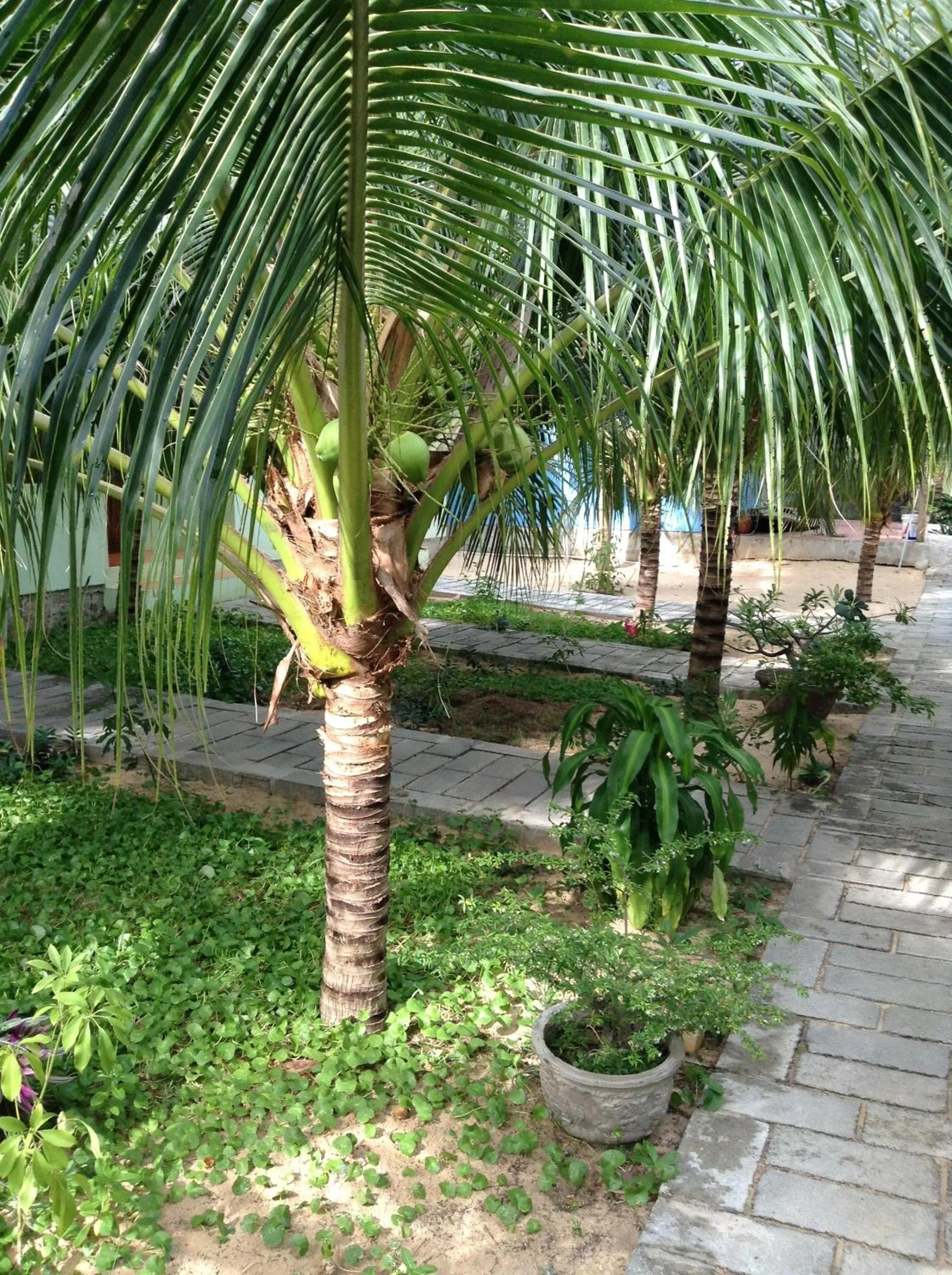 Garden in Cocosand Hotel