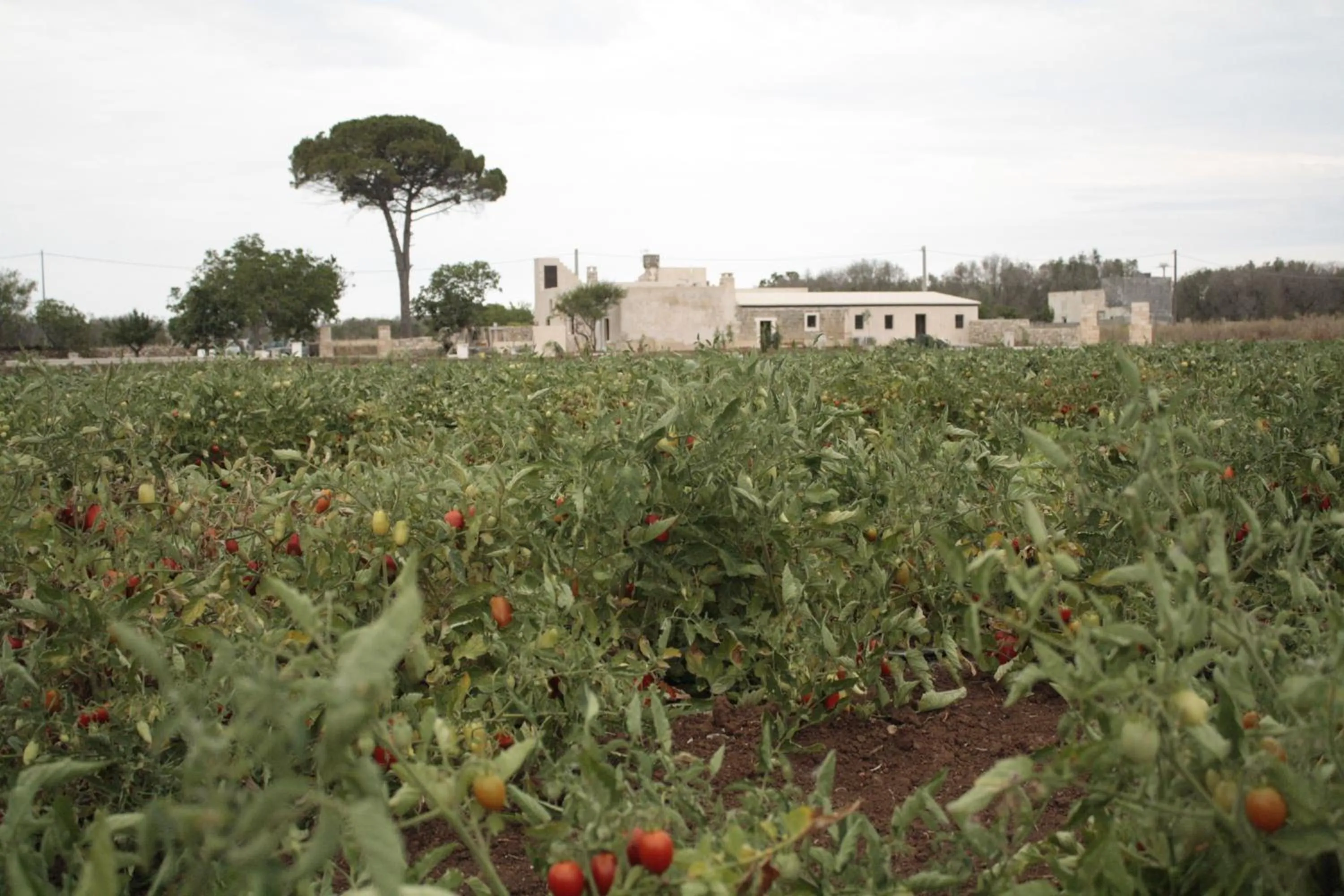 Garden in Casina Solatia