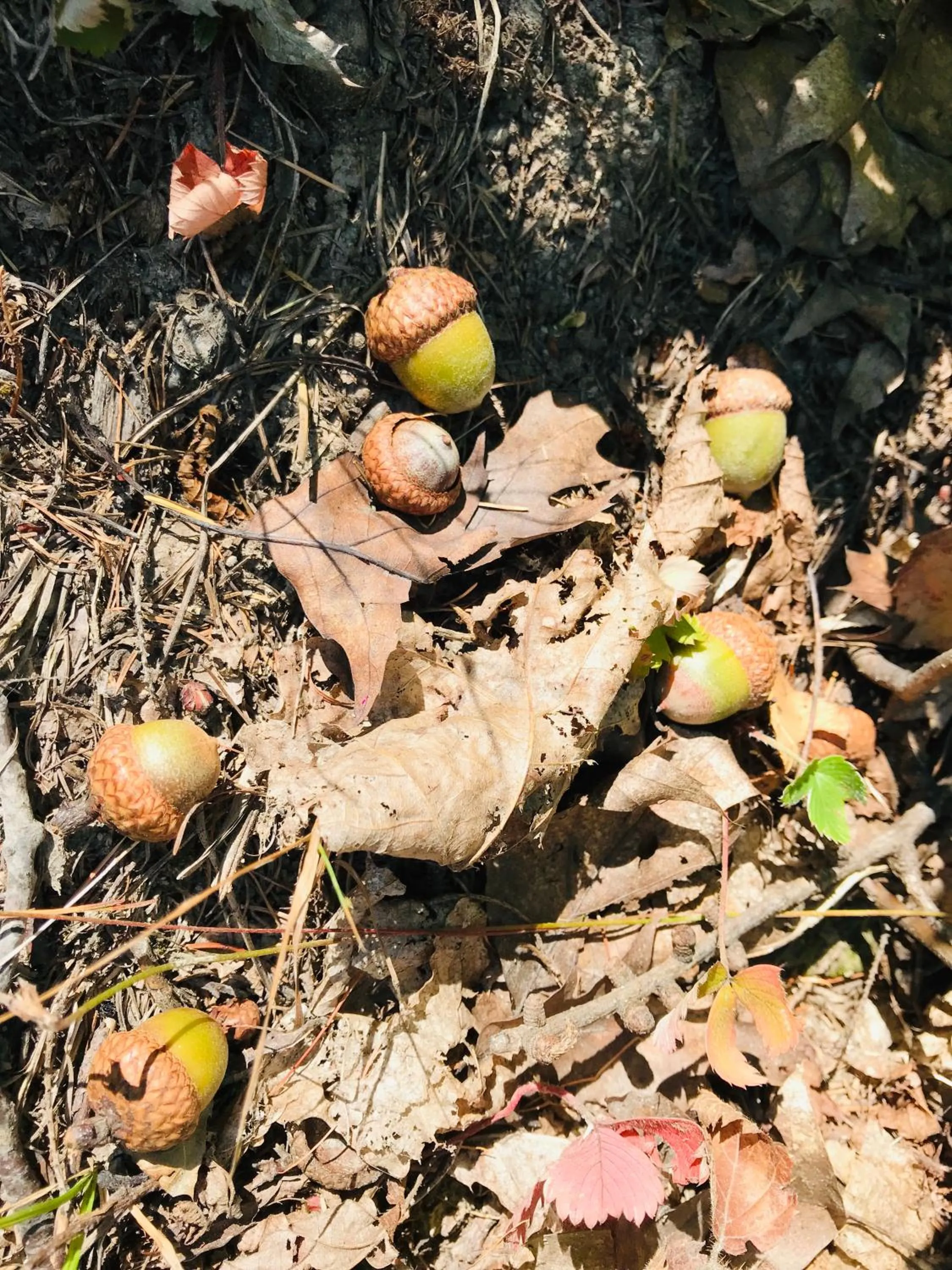 Day in Pod Gromadzyniem Resort