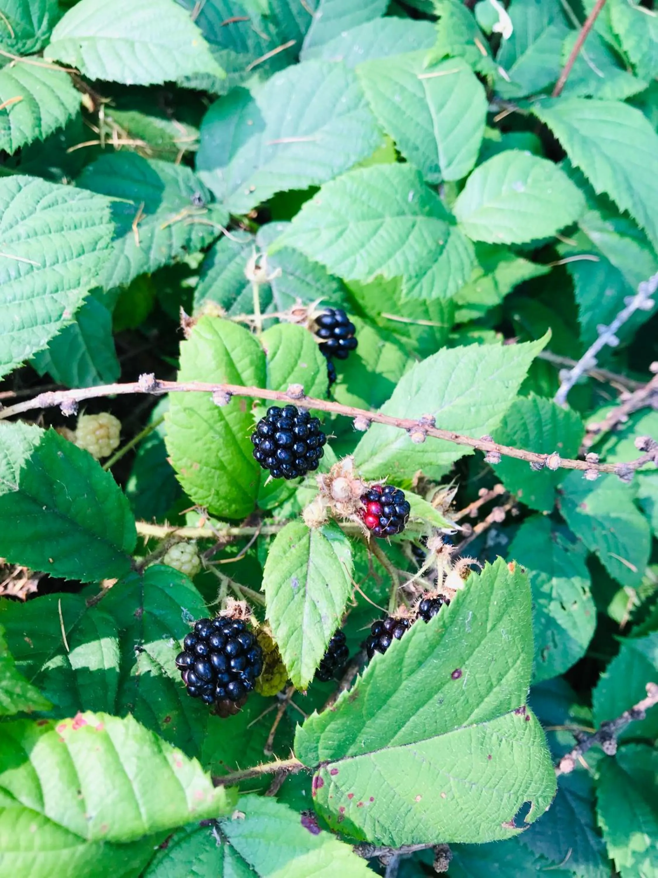 Day in Pod Gromadzyniem Resort