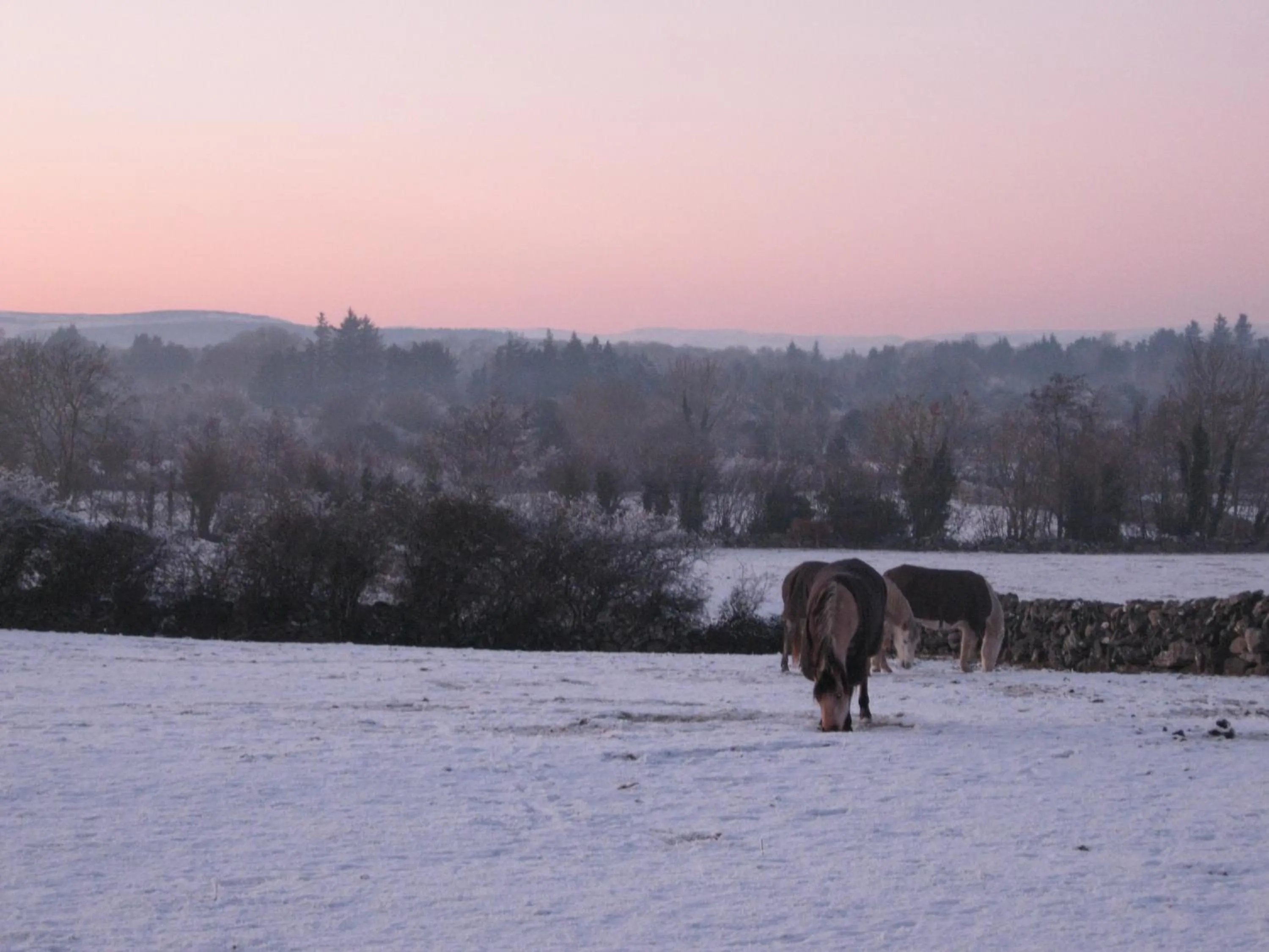 Winter in Mountain View Guesthouse