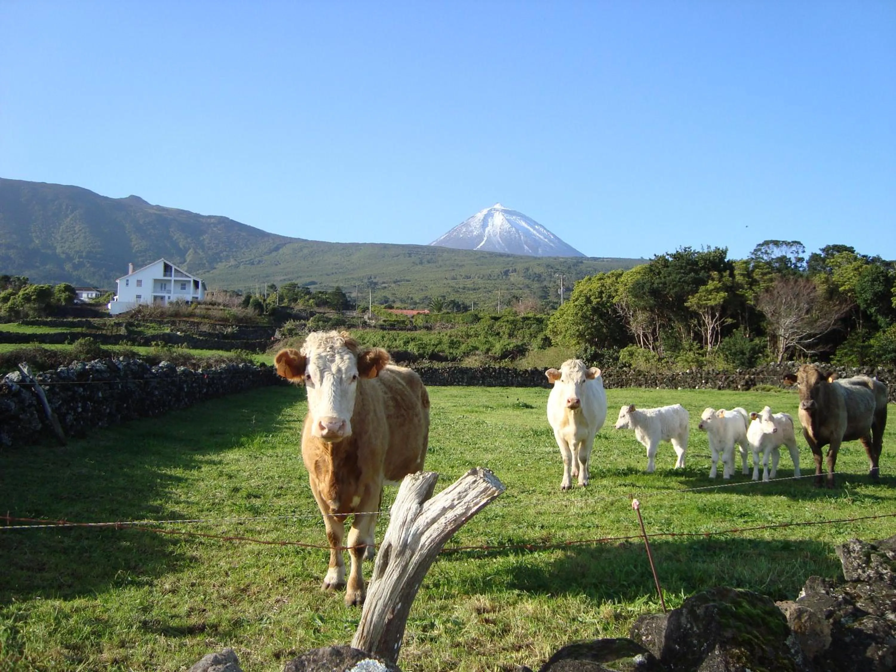 Casa Do Canto # PICO HOLIDAY RENTALS