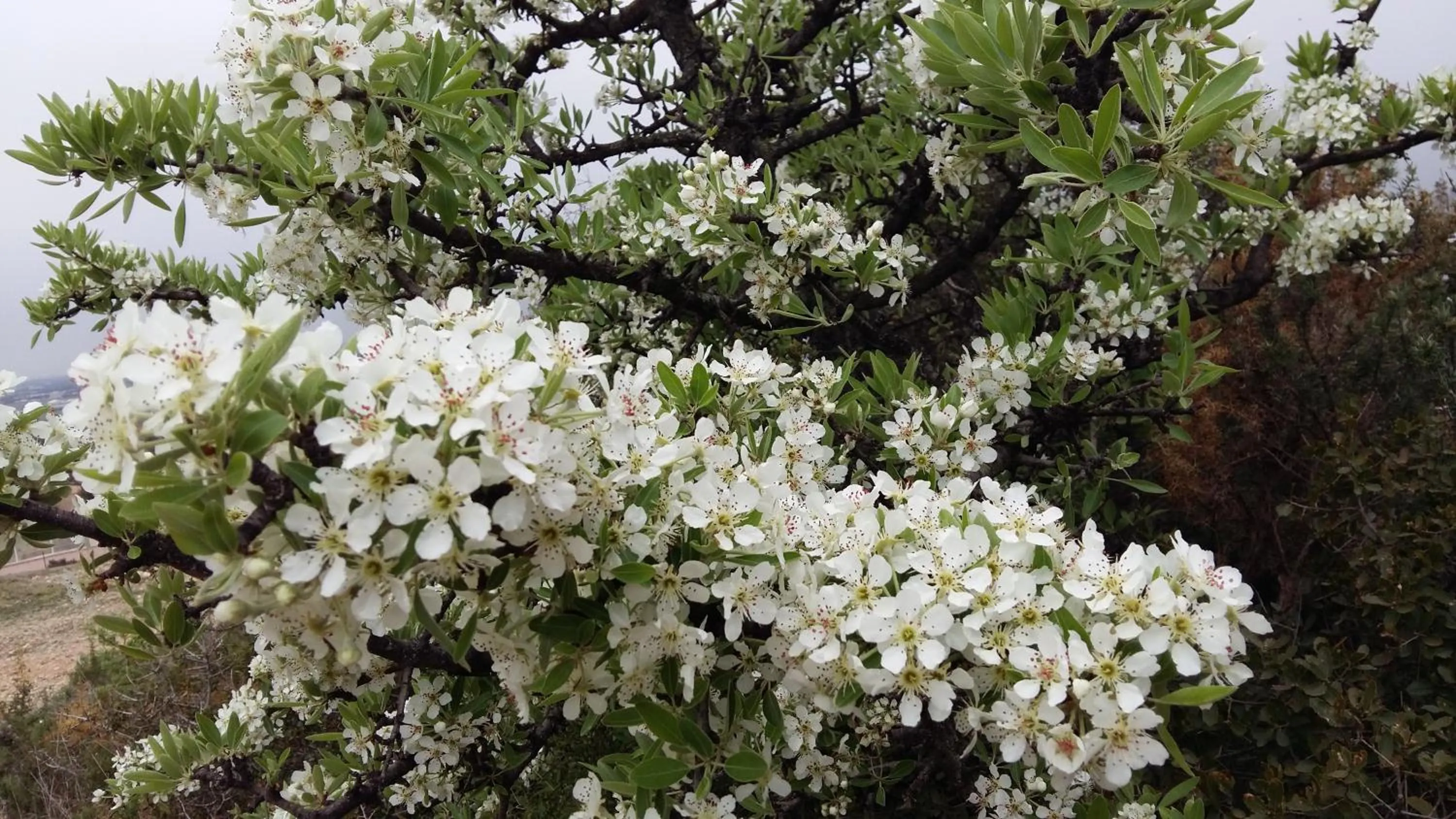 Garden in Le Mas des Roches à Velaux