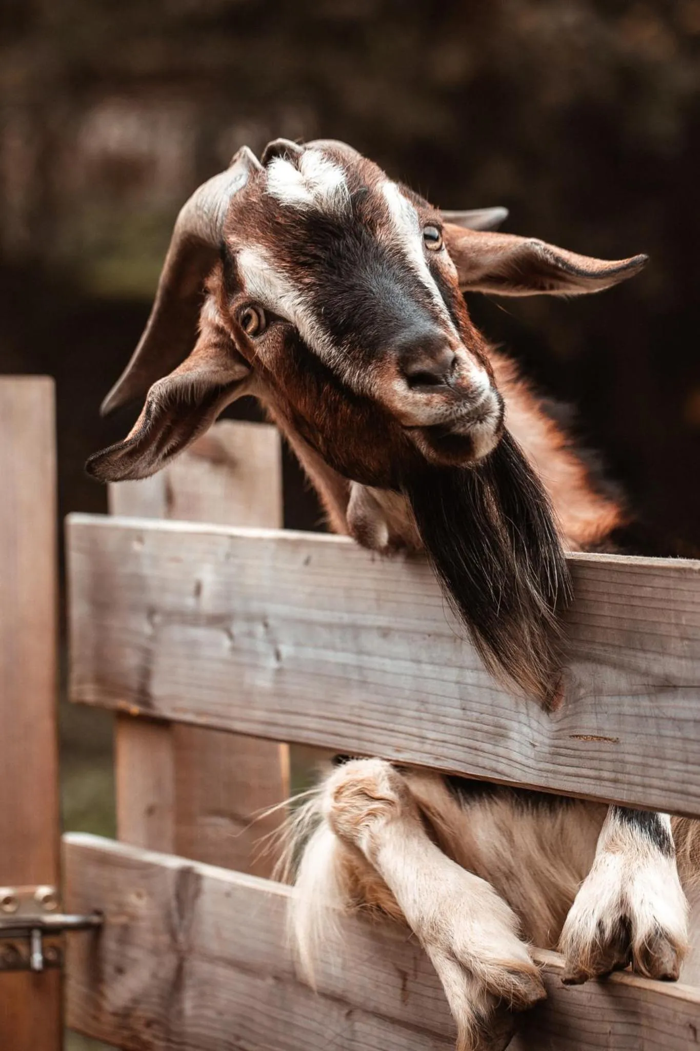 Property building in Kozjanski dvor