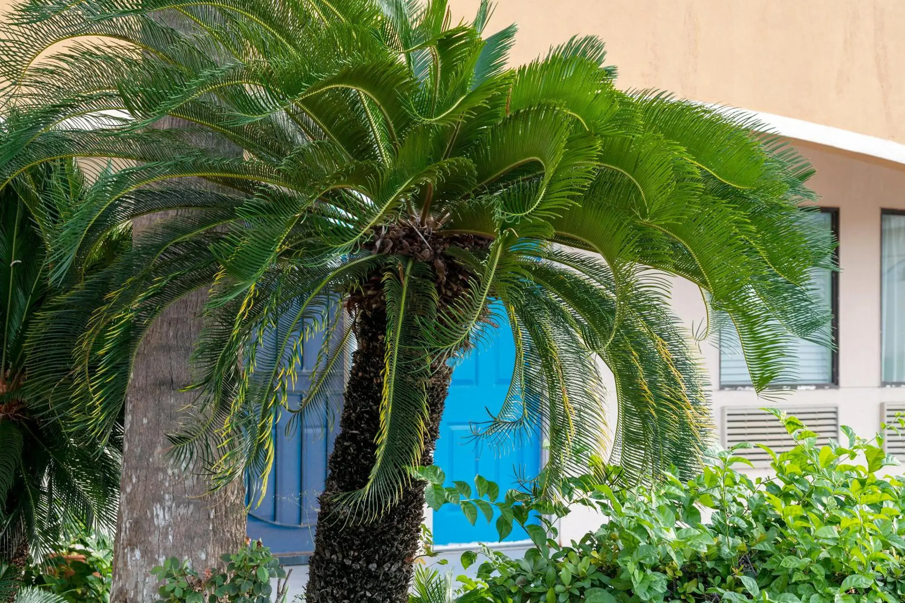 Area and facilities in Island Inn By OYO Galveston Beach, TX Area and facilities in Island Inn By OYO Galveston Beach, TX