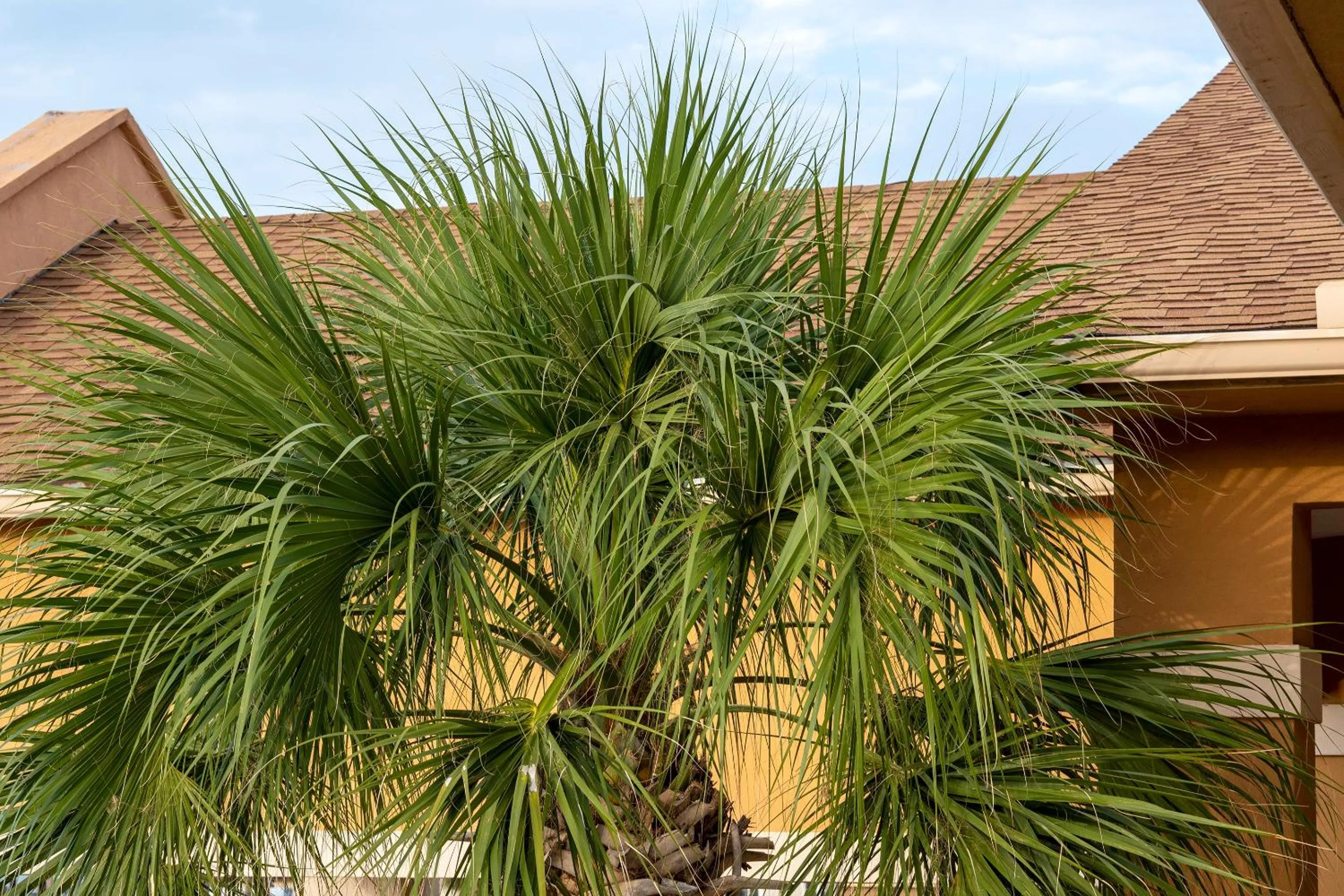 Area and facilities in Island Inn By OYO Galveston Beach, TX