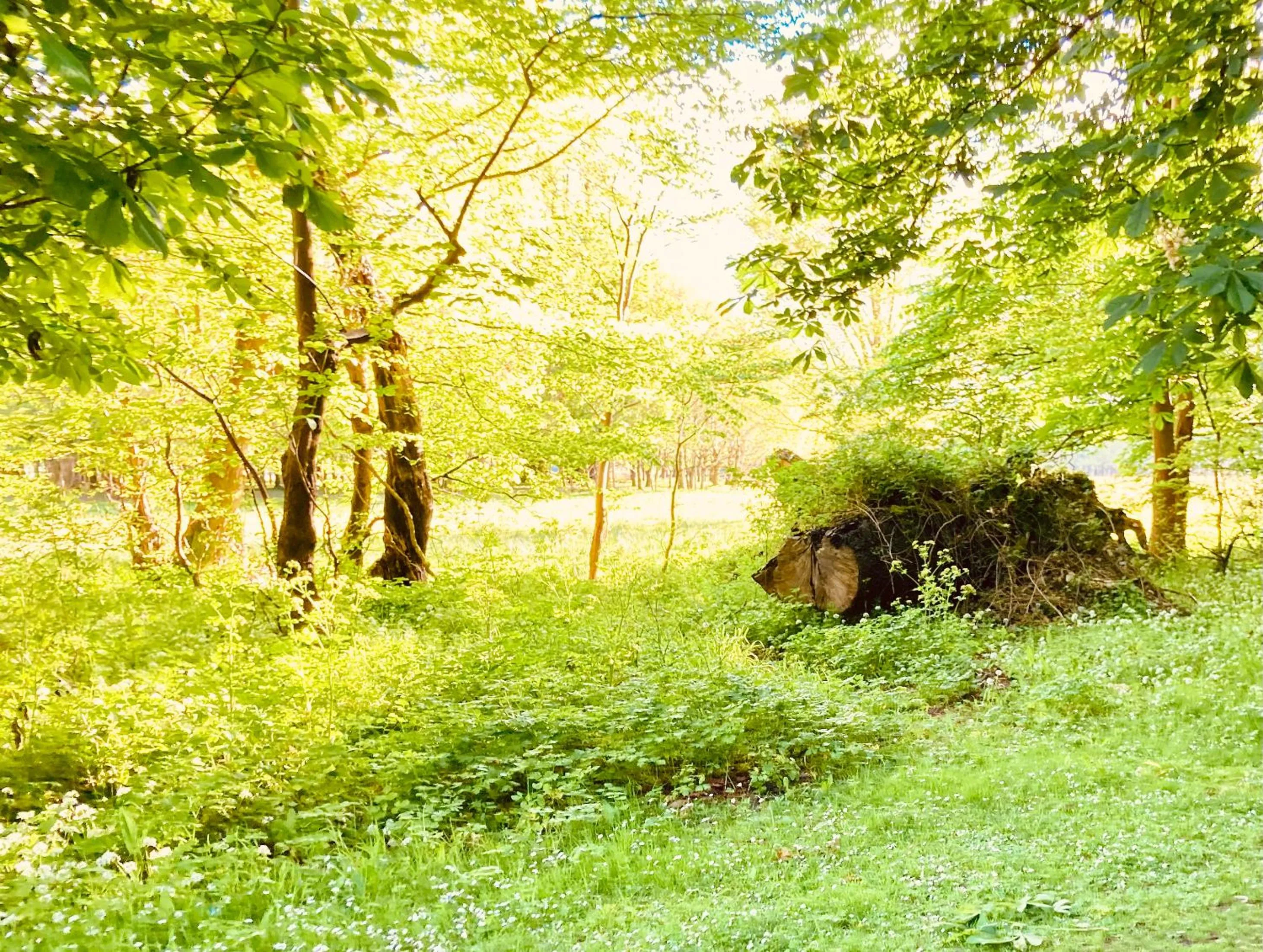 Natural landscape in Ivy Cottage B&B
