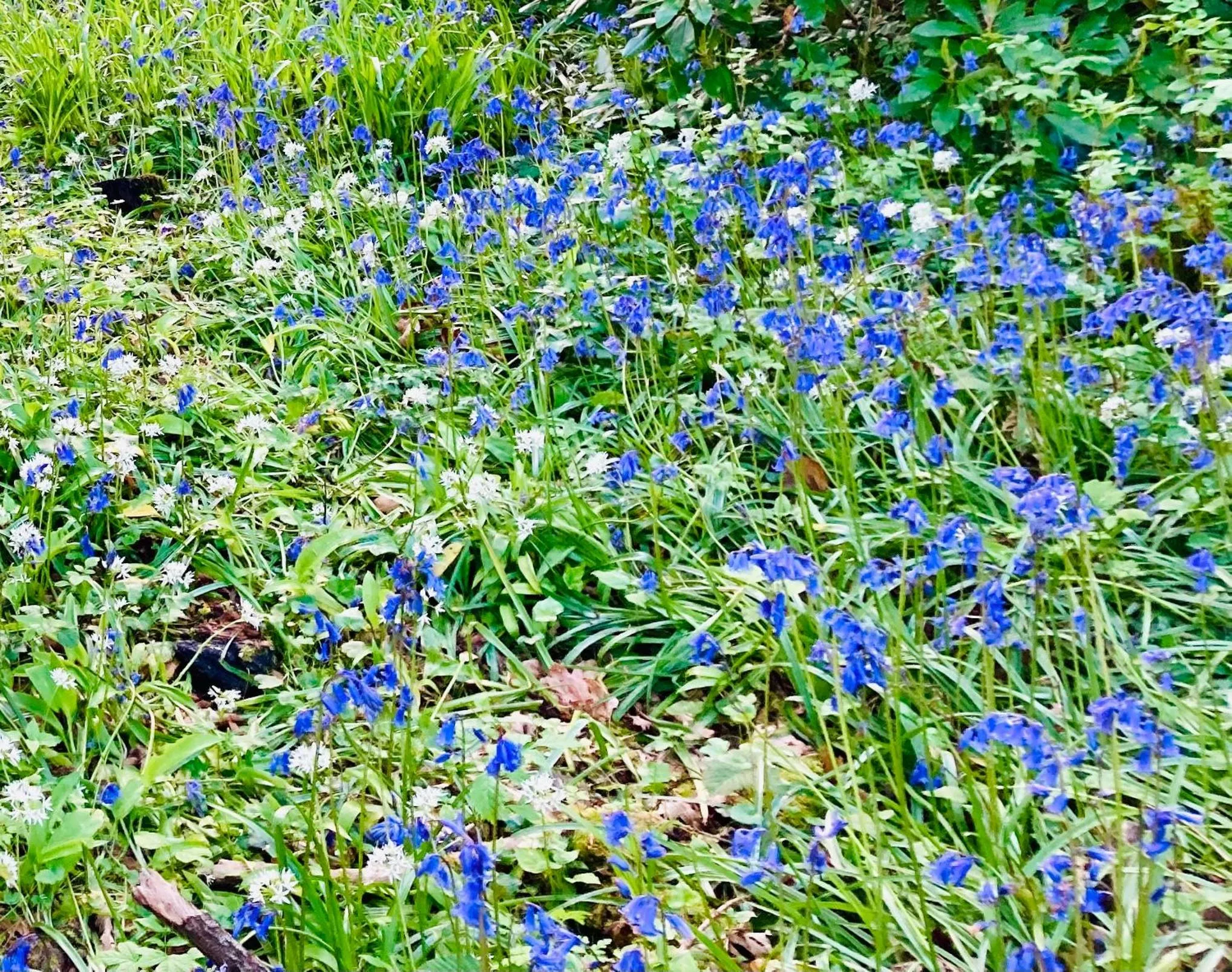 Garden in Ivy Cottage B&B