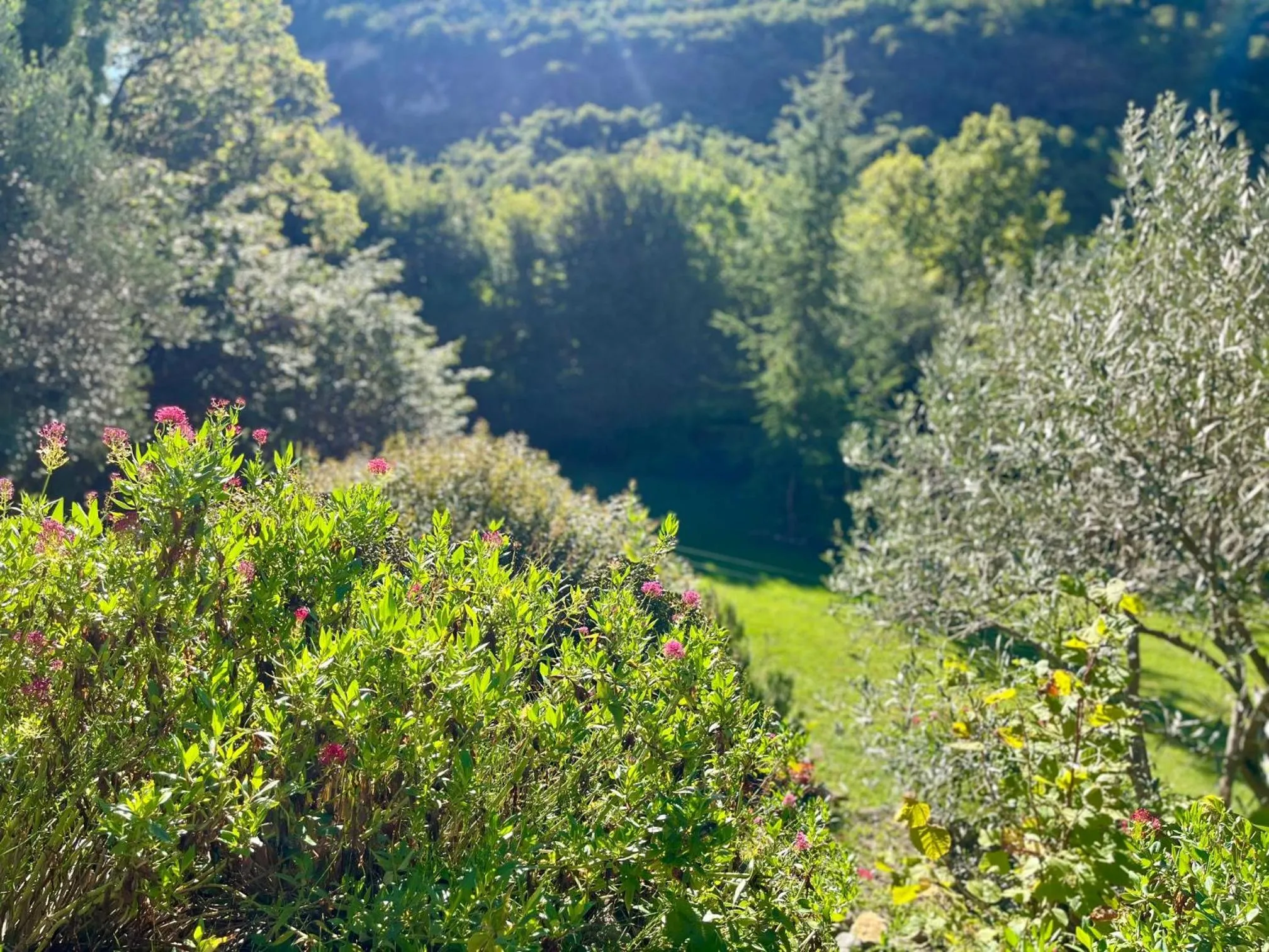 Garden in La Maison de Marguerite