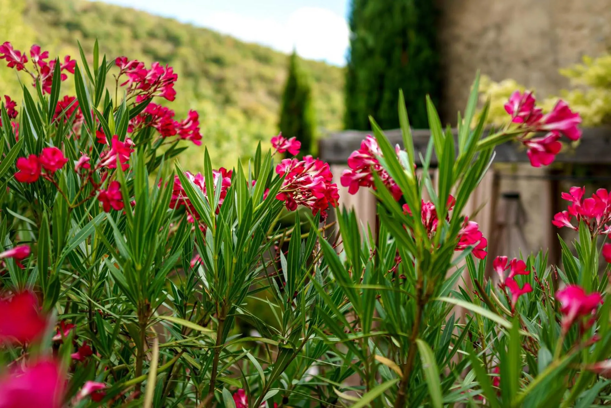Garden in La Maison de Marguerite
