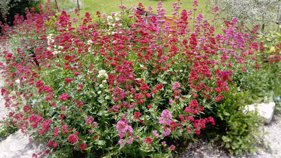 Garden in La Maison de Marguerite
