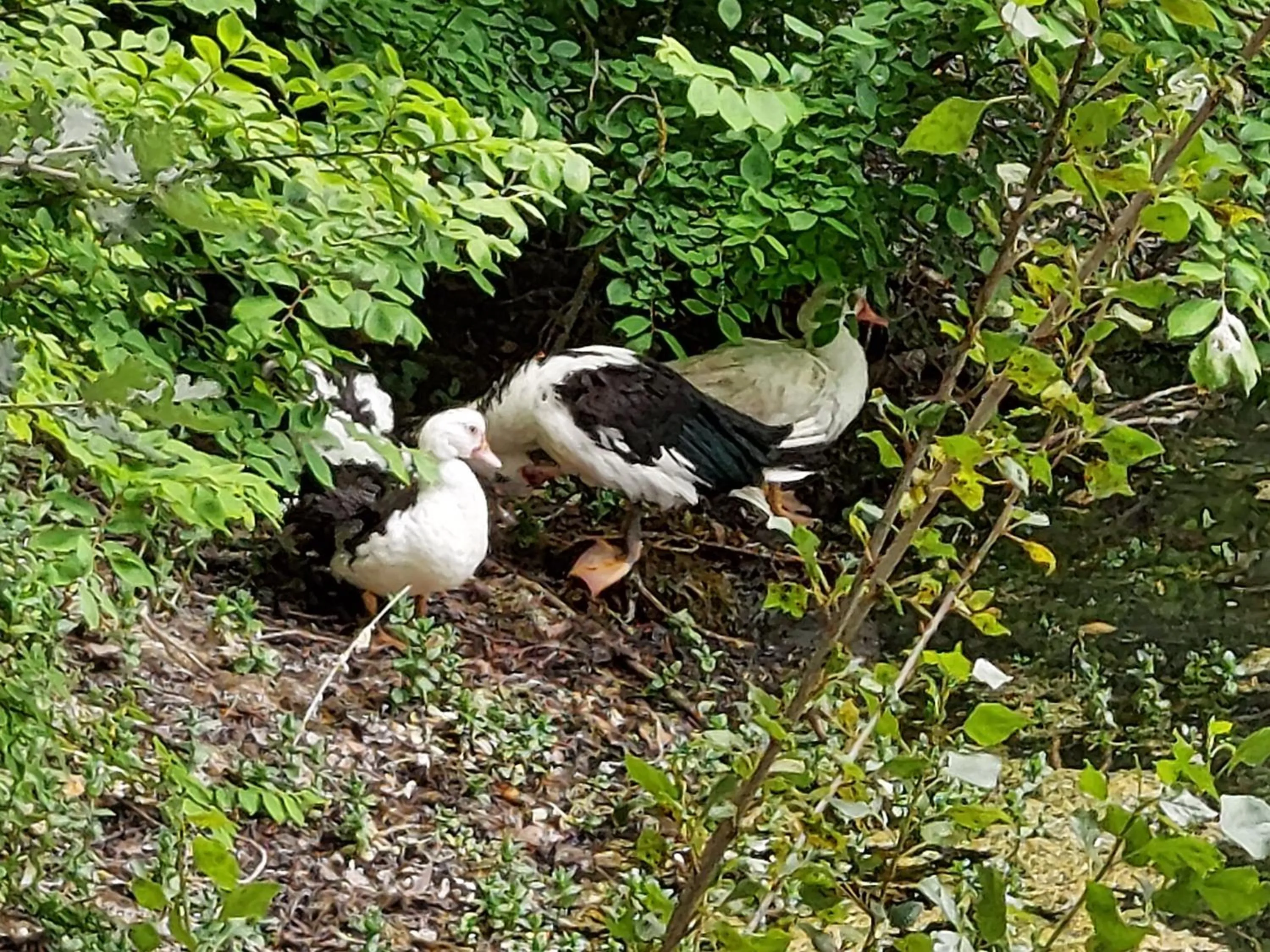 Animals in Chiosi Country Club