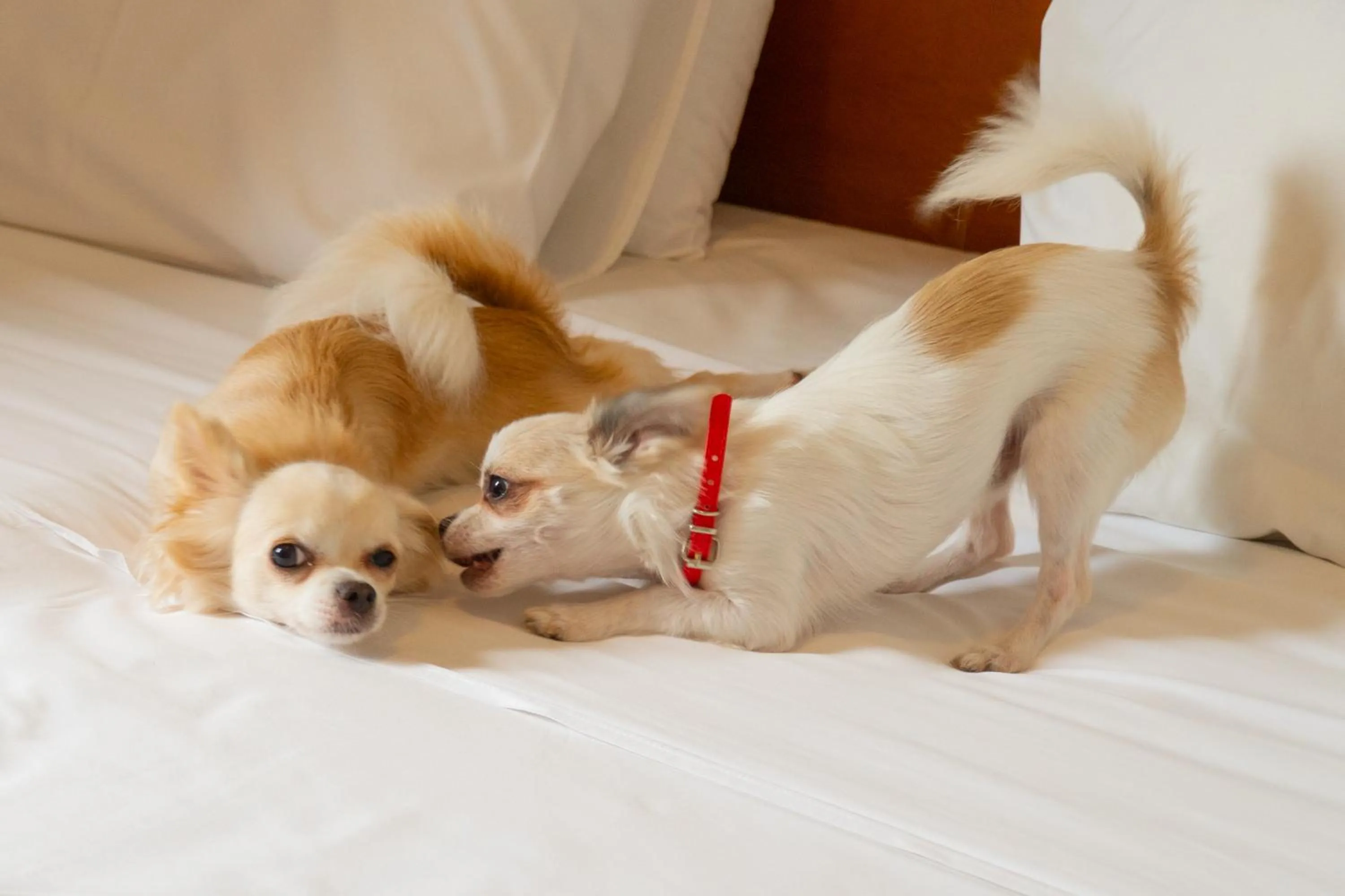 Pets in New Life Piracicaba by Atlantica