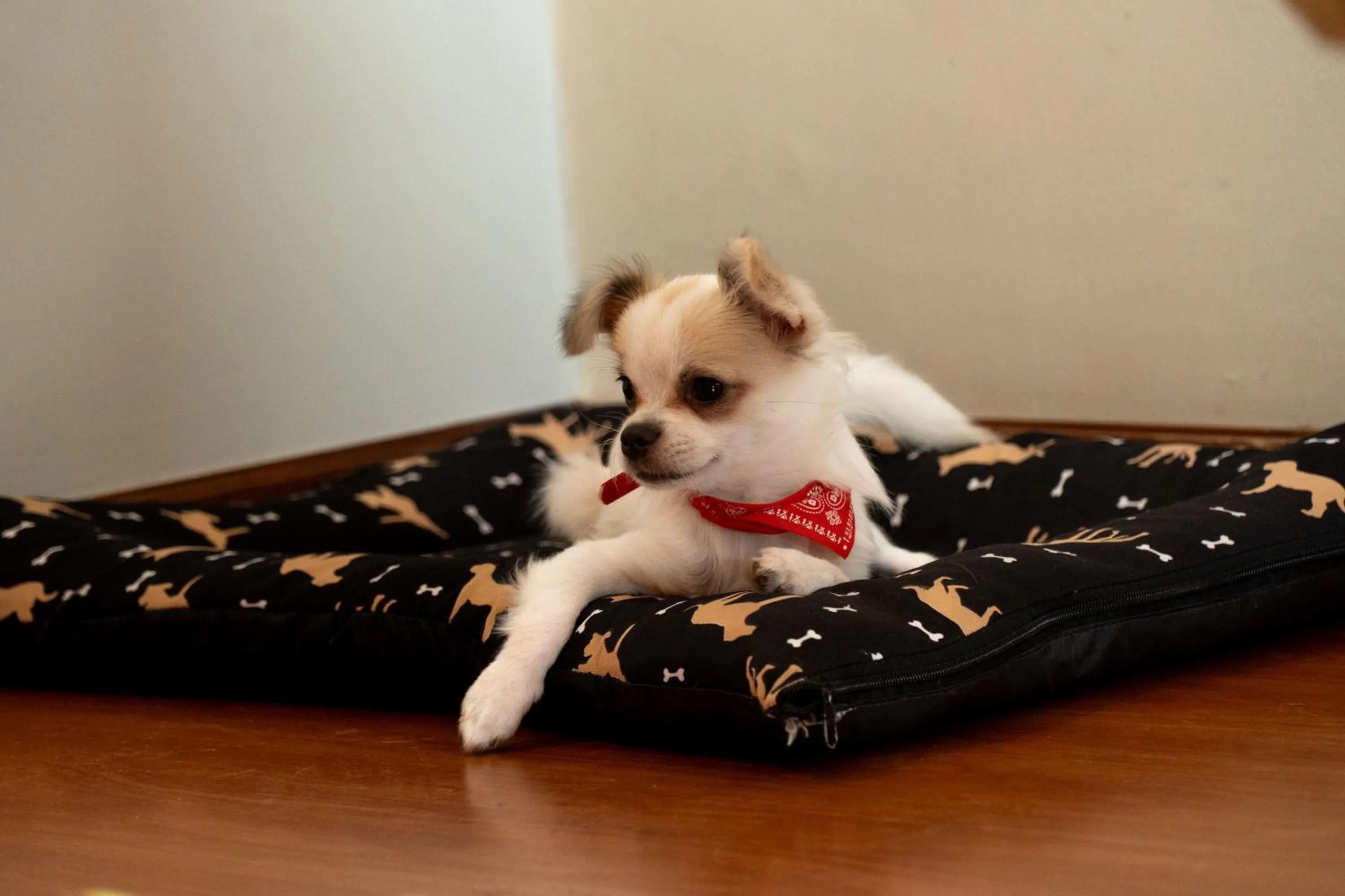 Pets in New Life Piracicaba by Atlantica