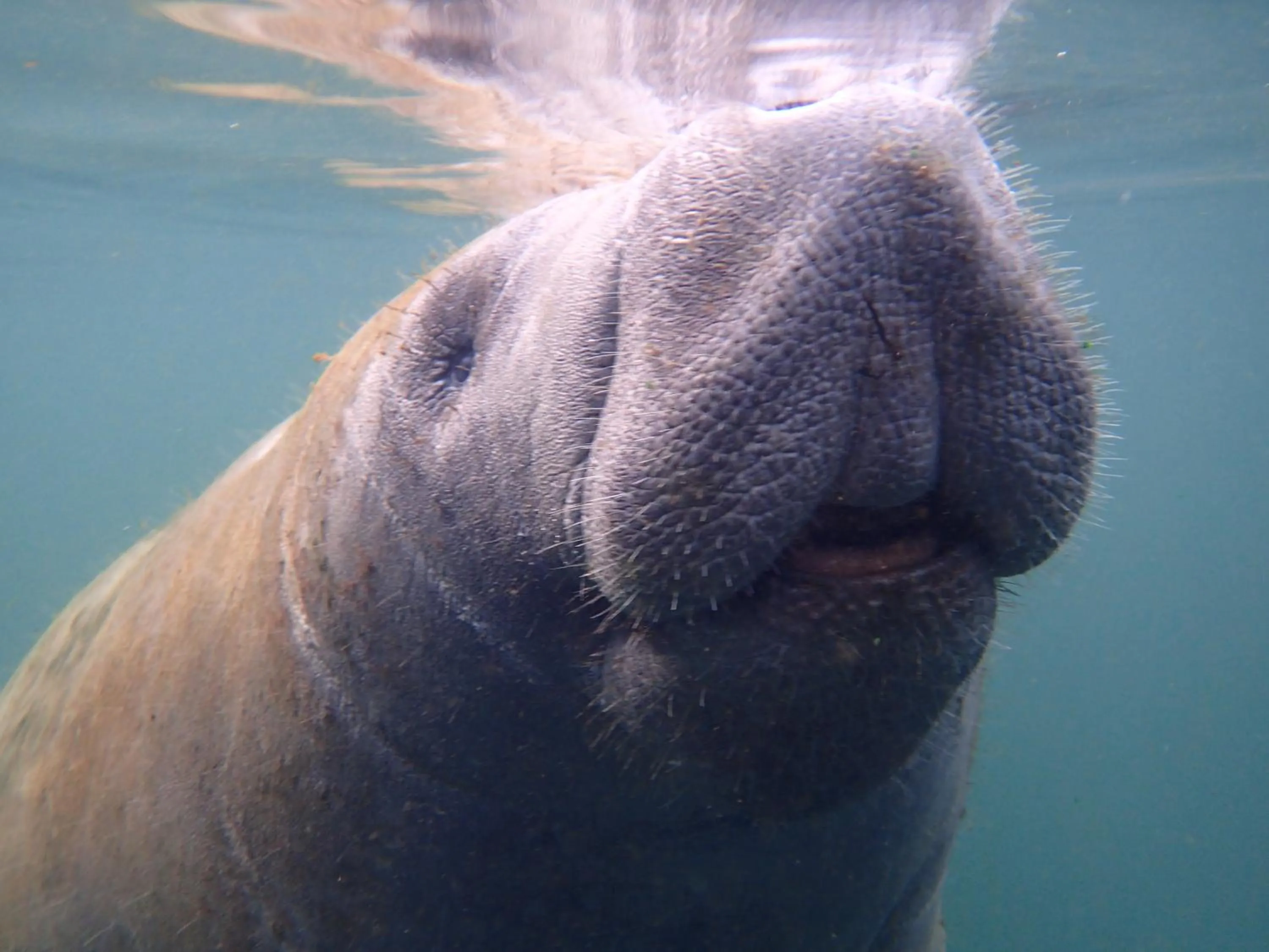 Riverfront Treetop Bungalow