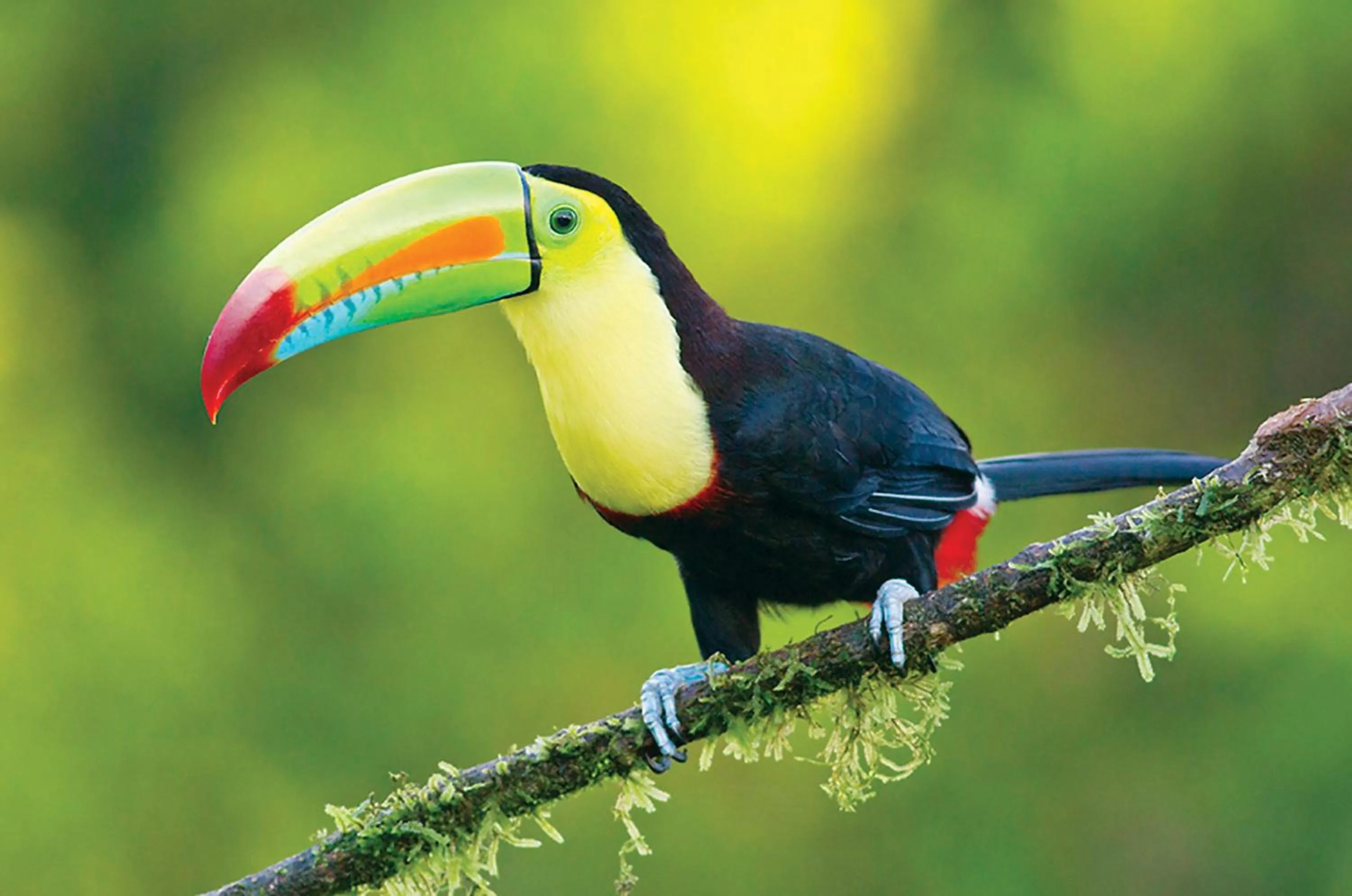 Animals in Hotel Arenal Country Inn