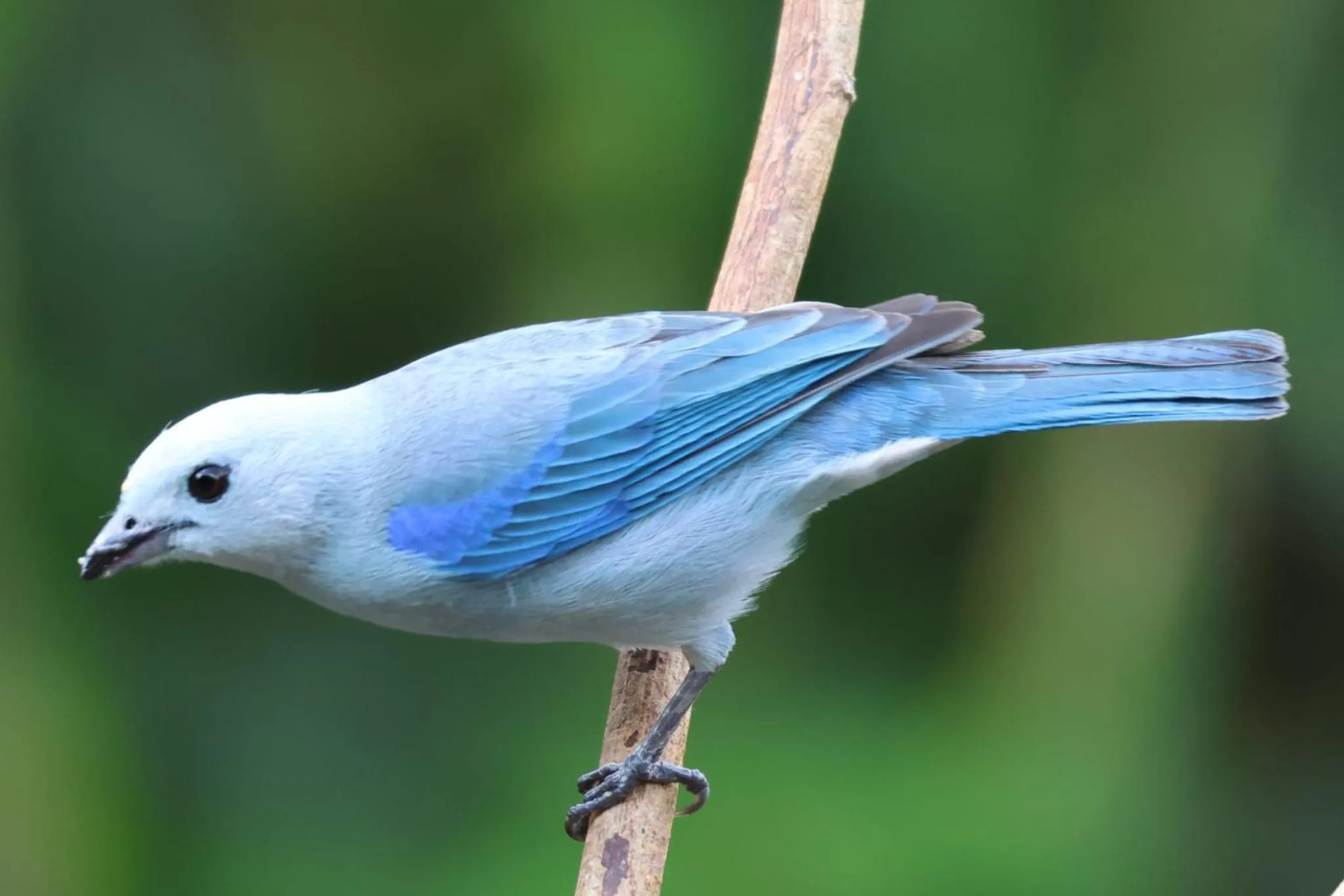 Bird's eye view in Hotel Arenal Country Inn