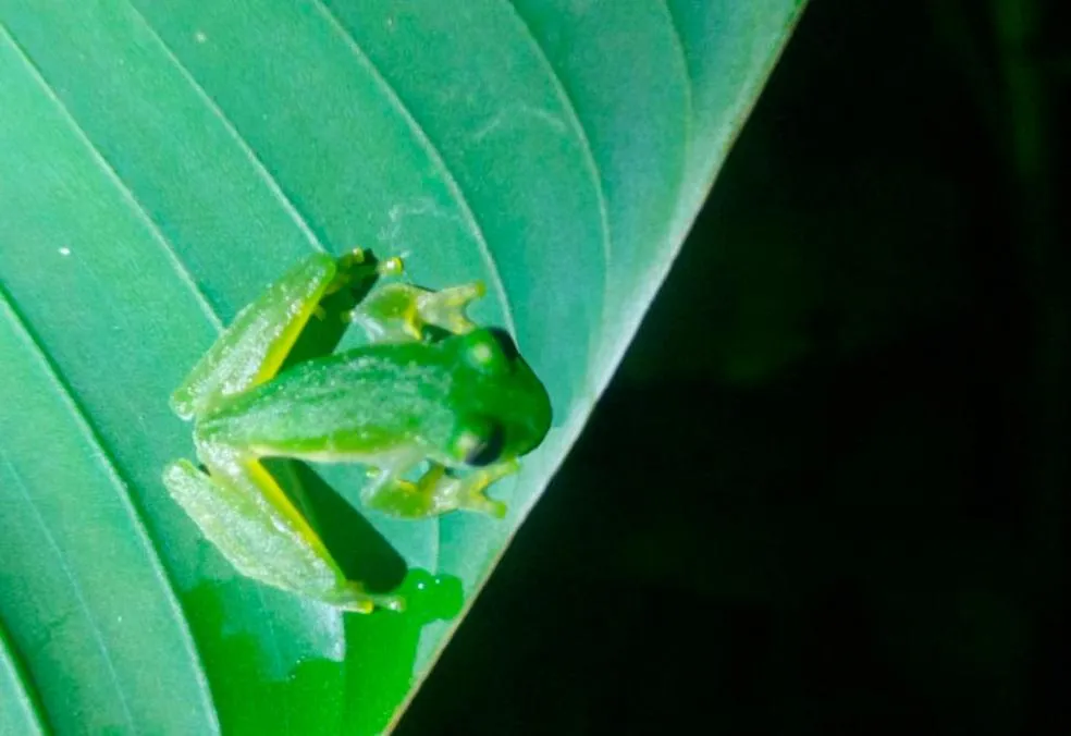 Garden in Hotel Arenal Country Inn