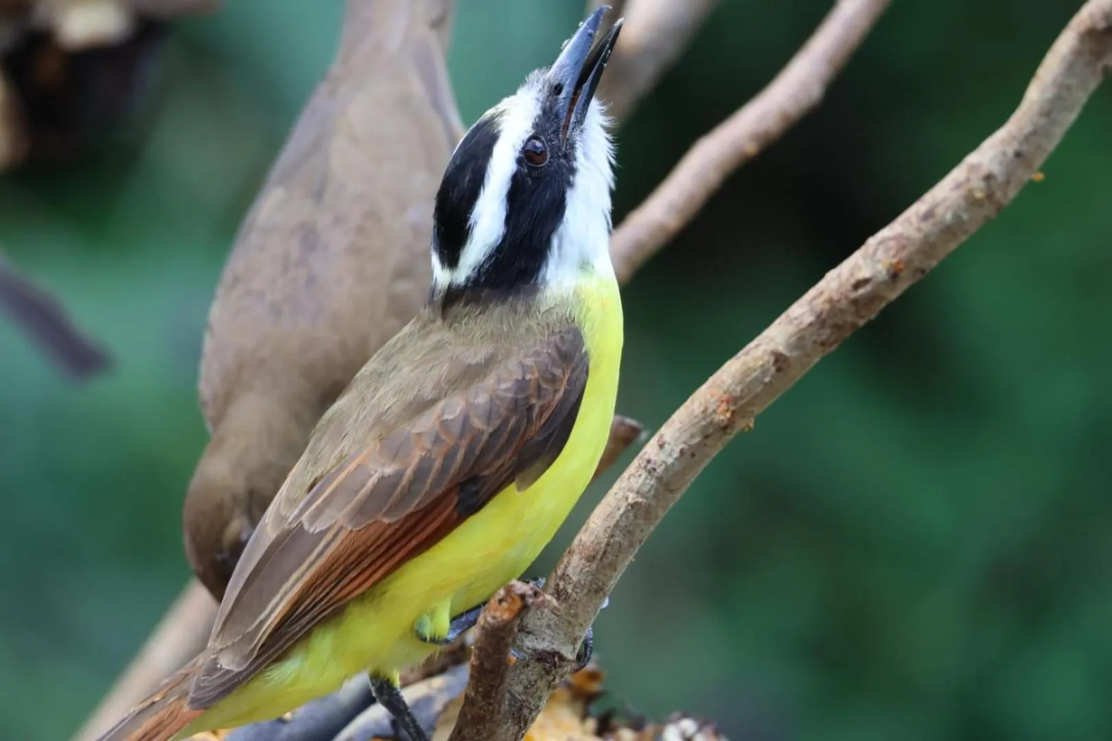 Garden in Hotel Arenal Country Inn