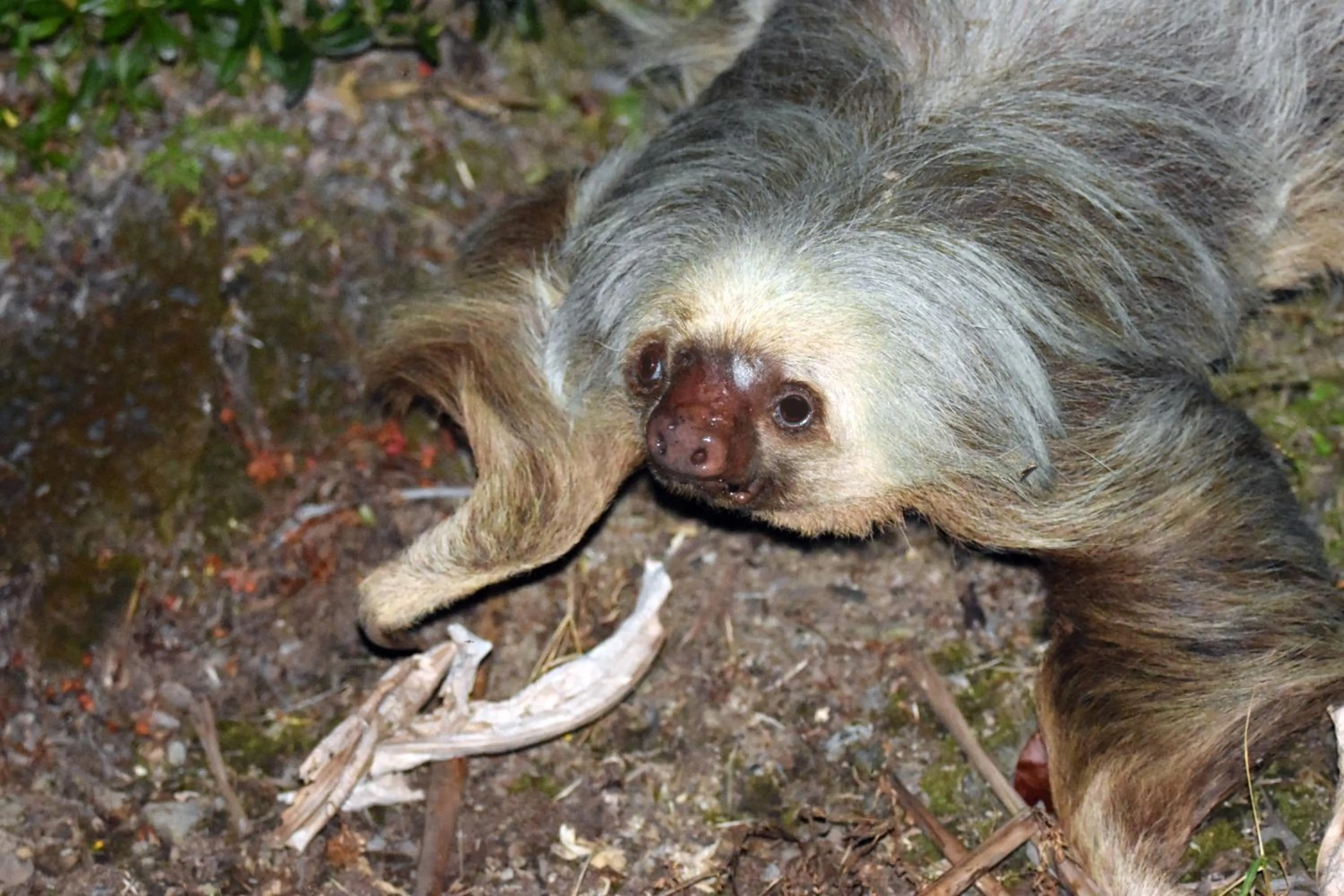 Garden in Hotel Arenal Country Inn
