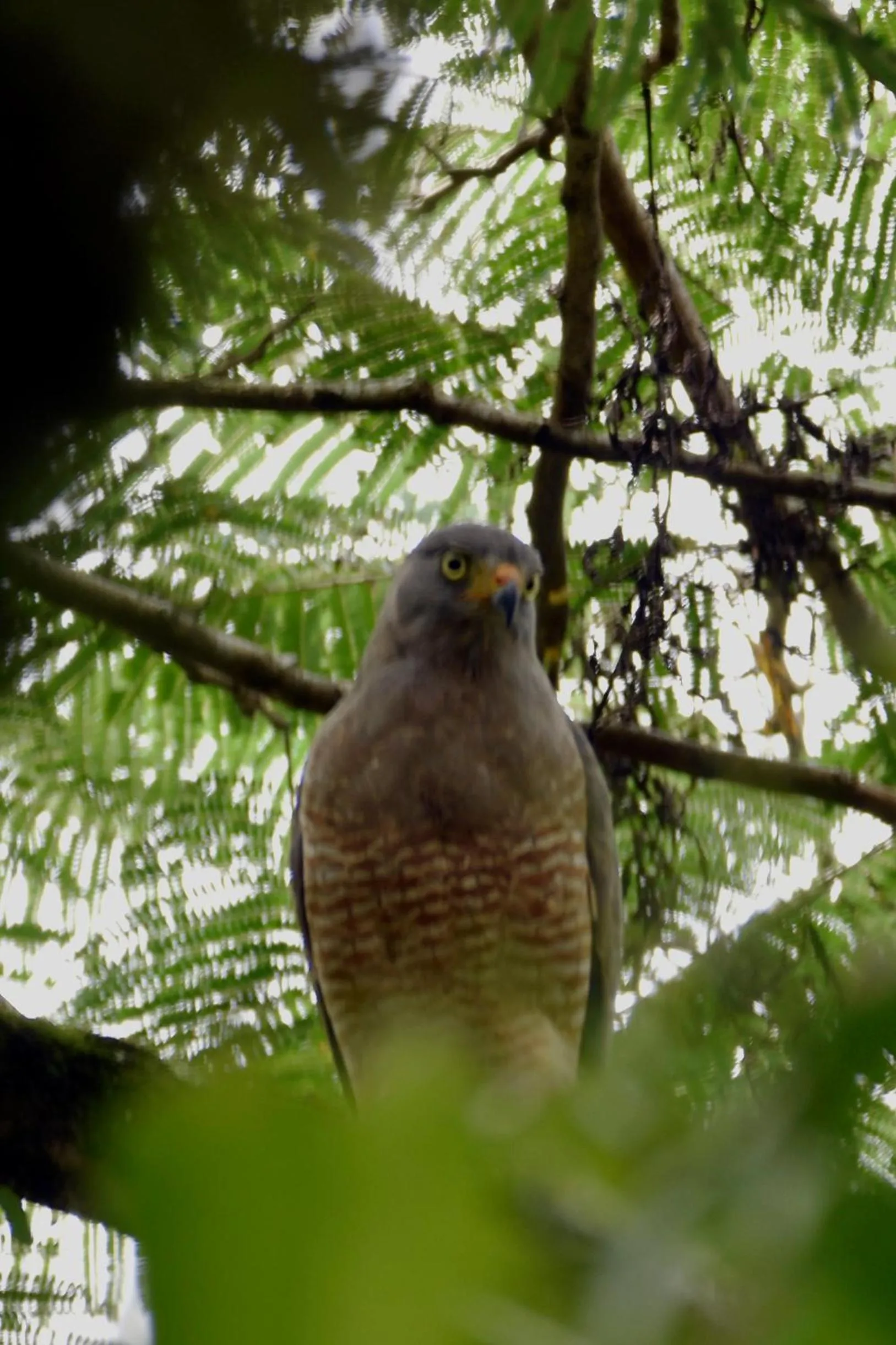 Bird's eye view in Hotel Arenal Country Inn