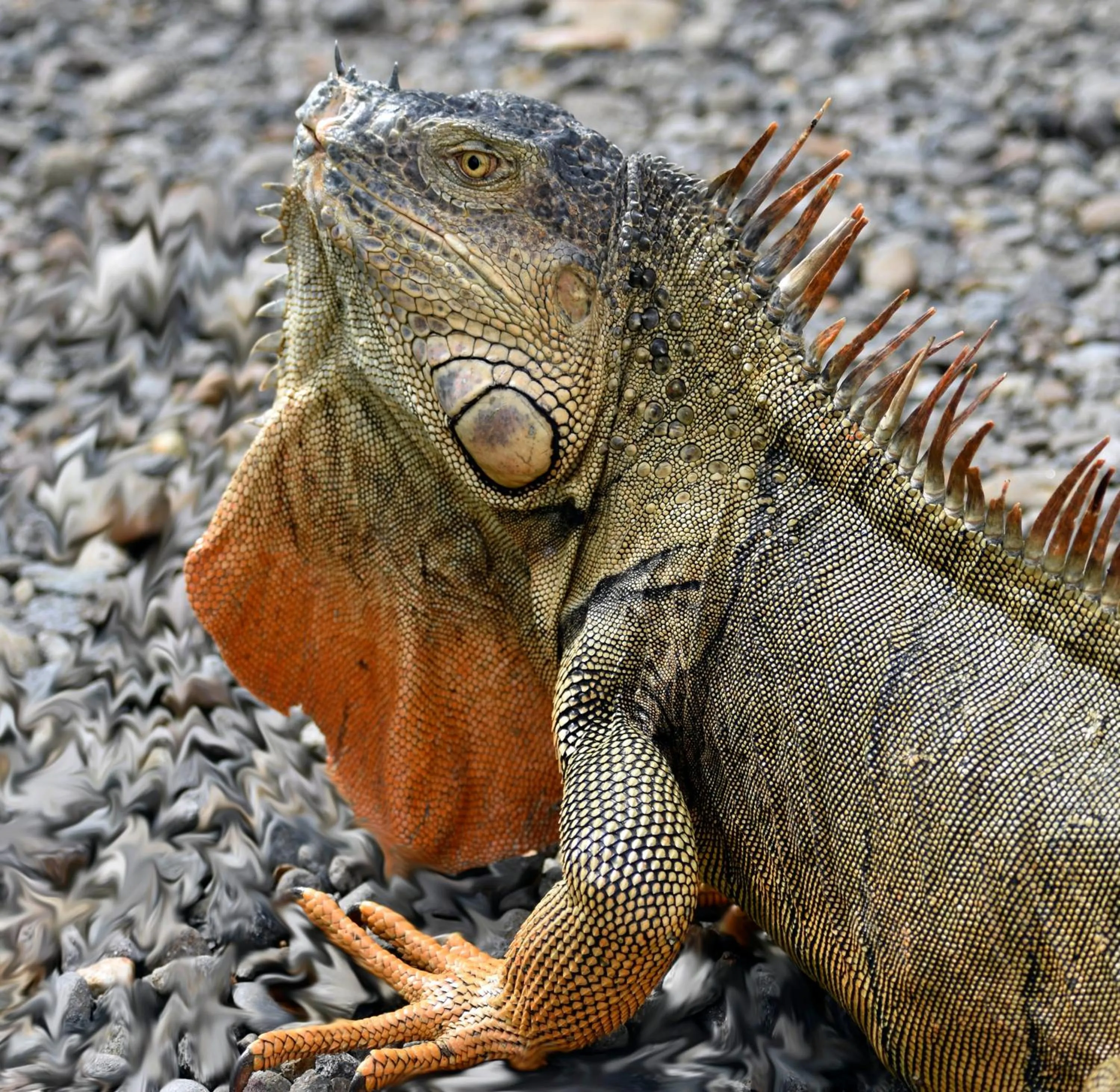 Animals in Hotel Arenal Country Inn