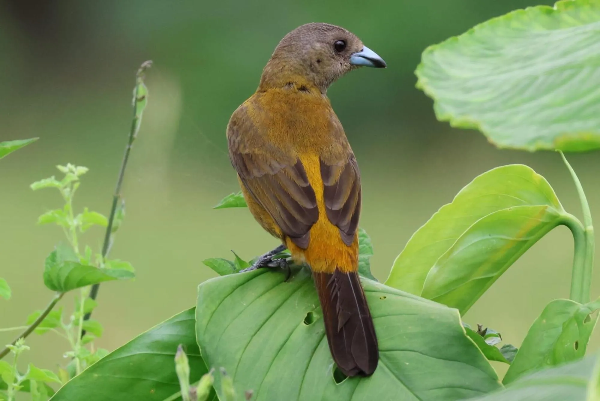 Bird's eye view in Hotel Arenal Country Inn