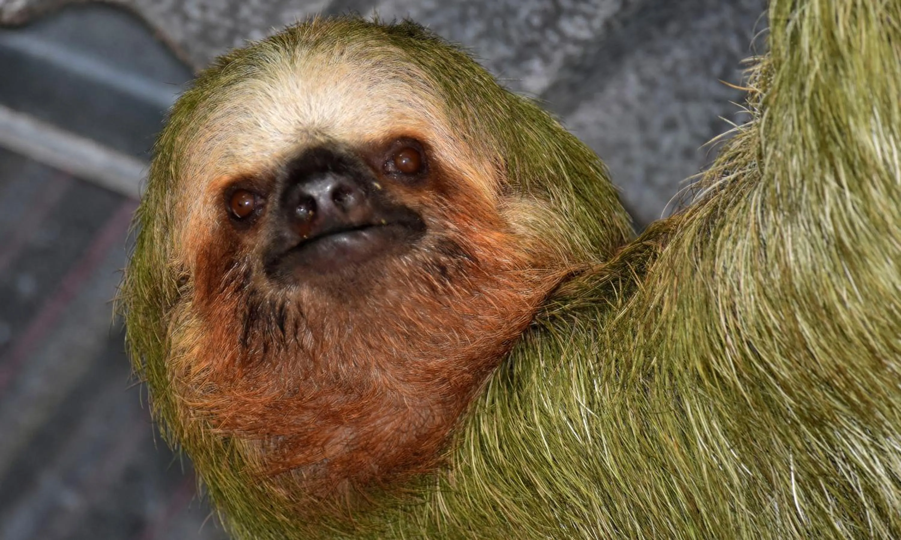 Animals in Hotel Arenal Country Inn